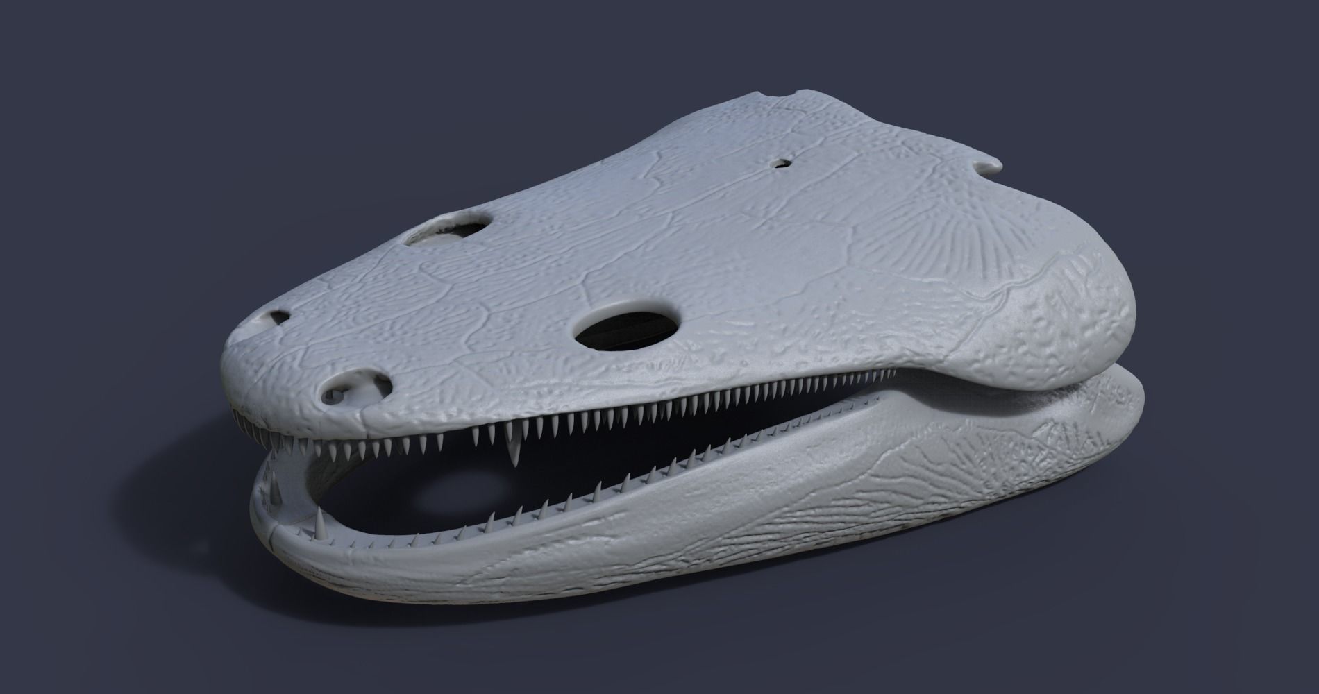 Skull of a Metoposaurus diagnosticus 3D model_2