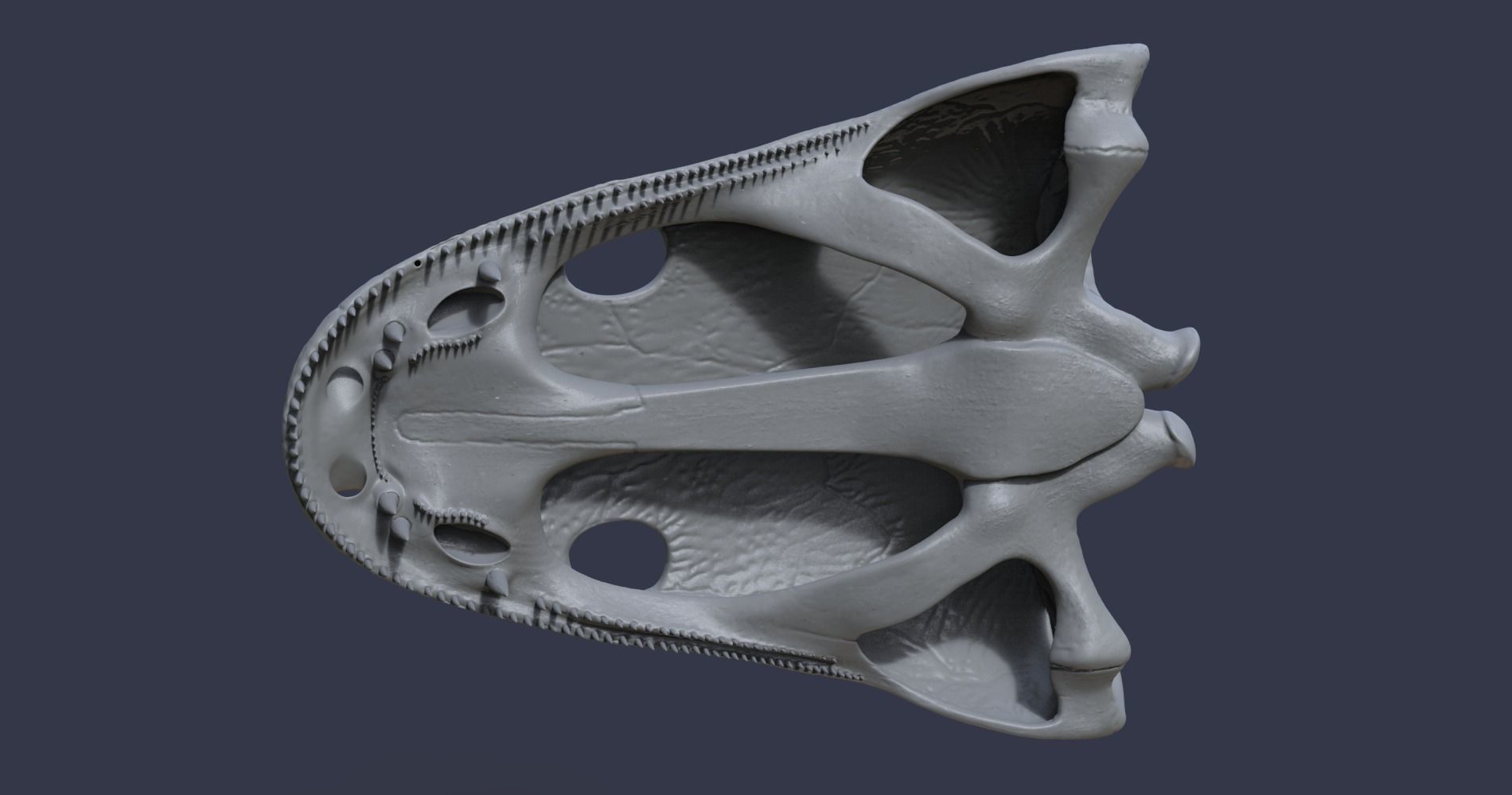 Skull of a Metoposaurus diagnosticus 3D model_4