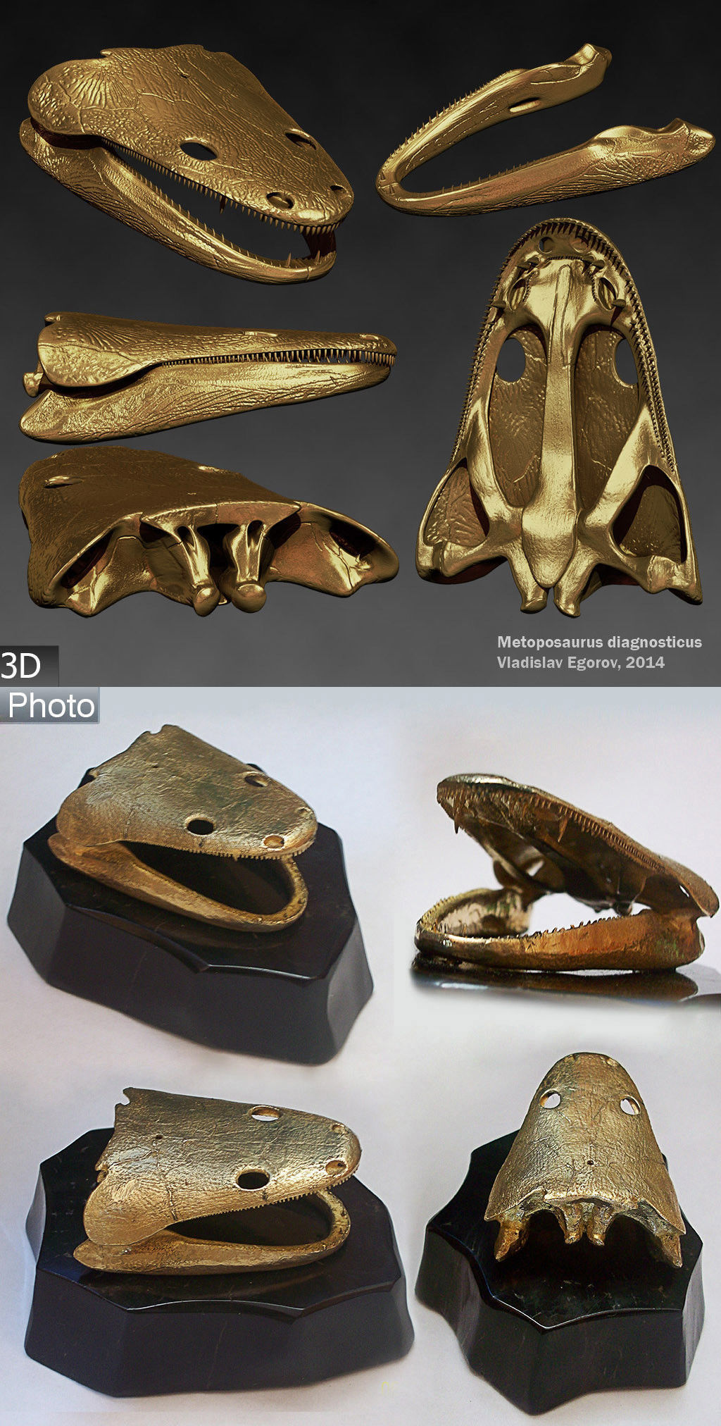 Skull of a Metoposaurus diagnosticus 3D model_5