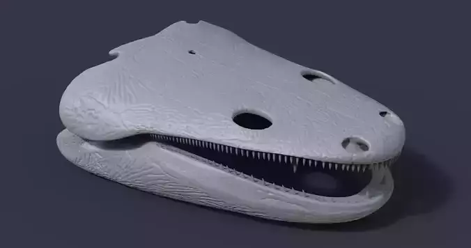 Skull of a Metoposaurus diagnosticus