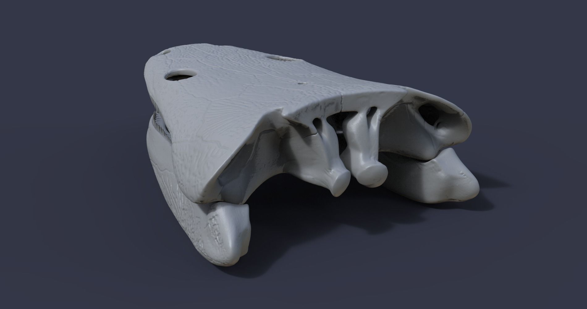 Skull of a Metoposaurus diagnosticus 3D model_3