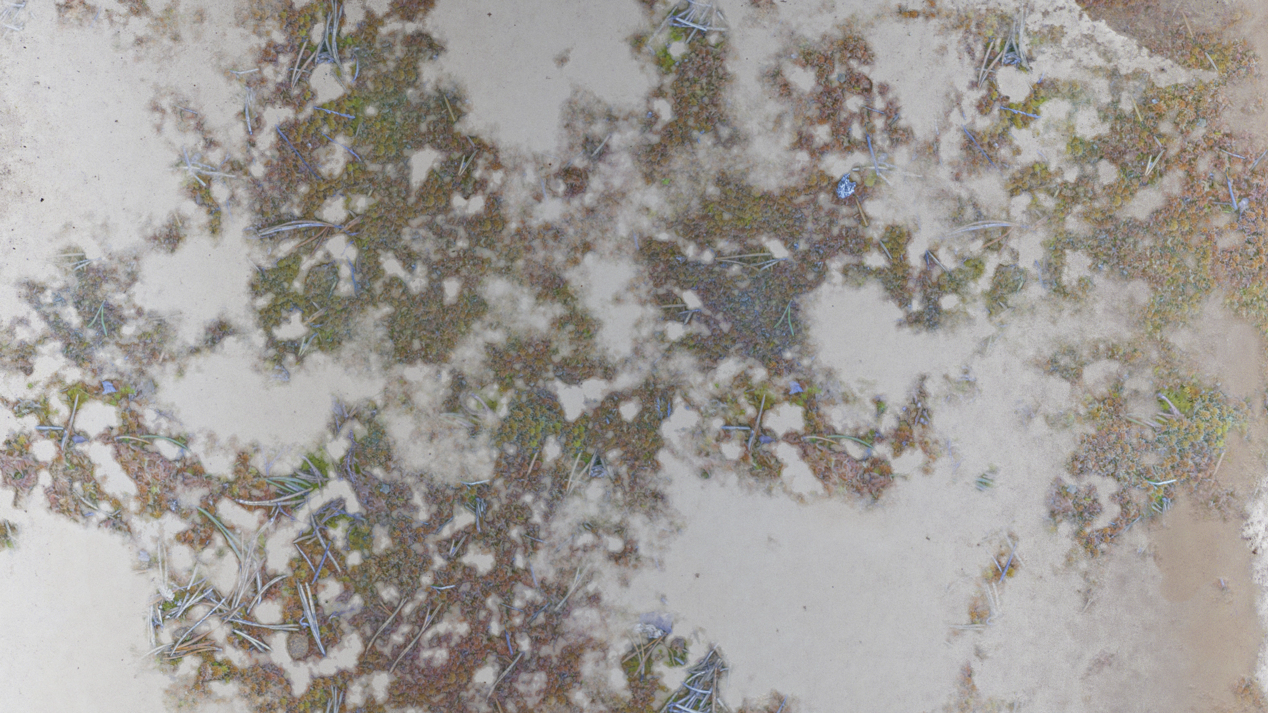 PBR Overgrown Concrete 26 Texture