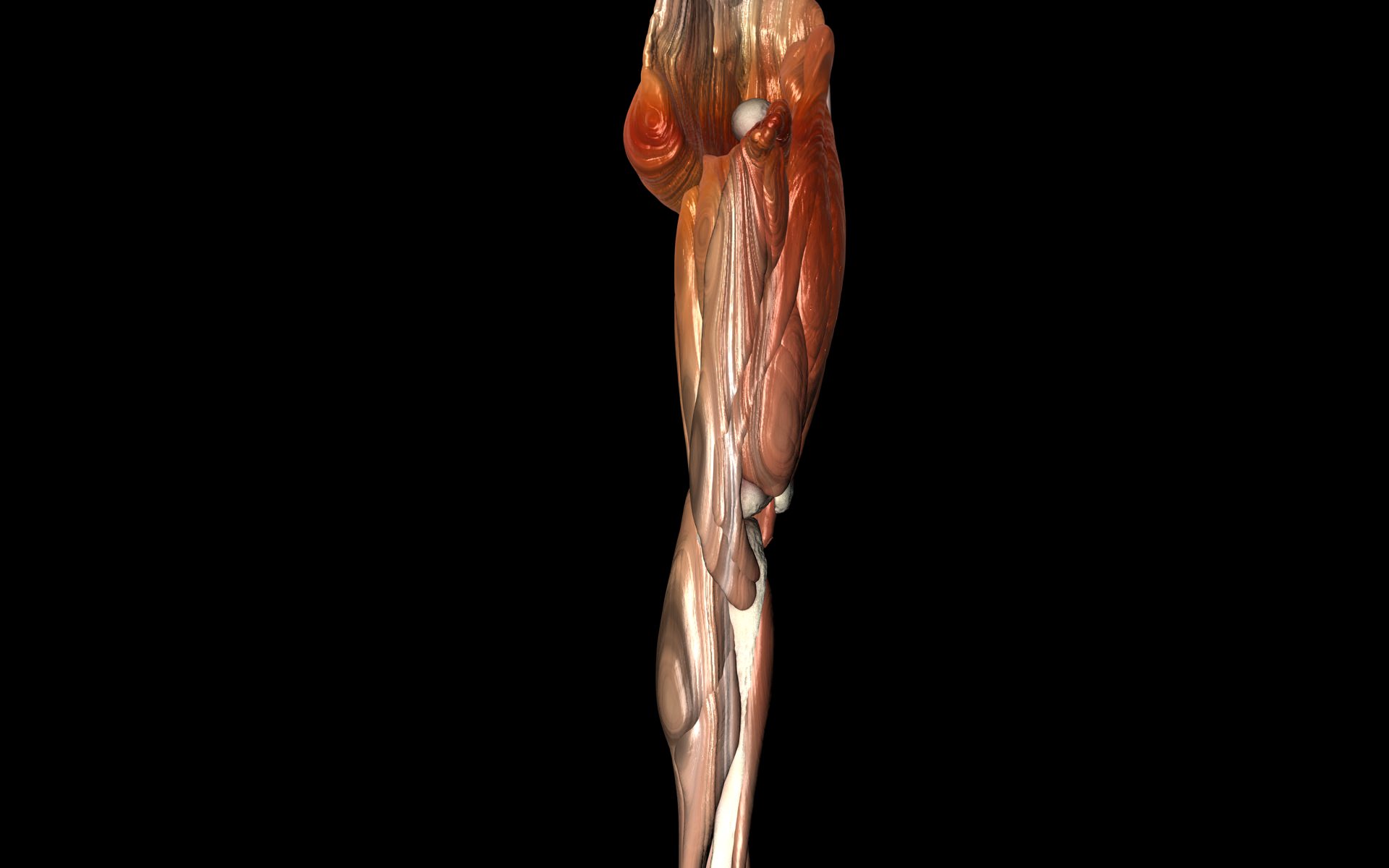 Knee Joint with Muscles - Medically Accurate 3d Model 3D model_23