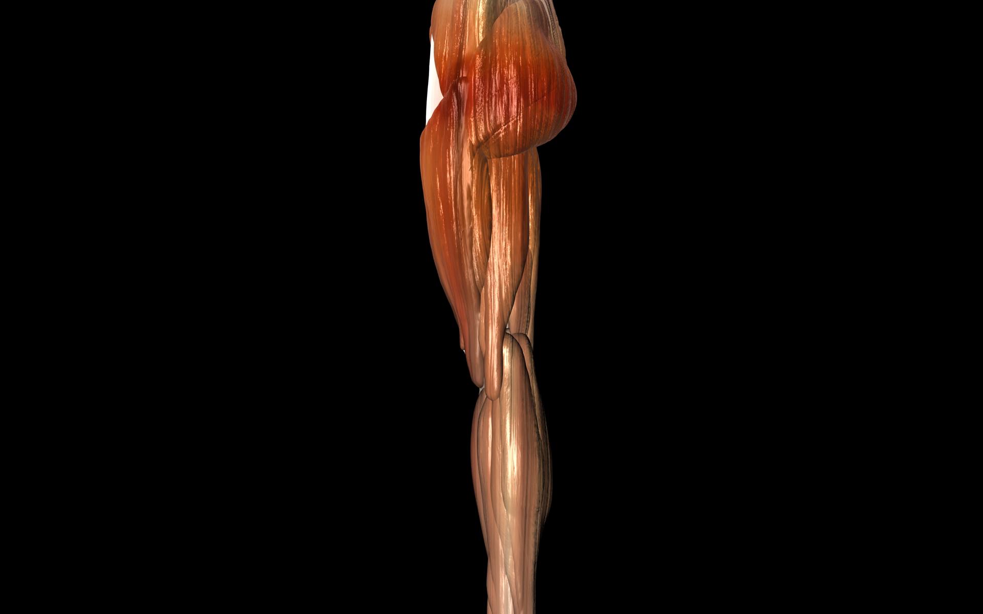 Knee Joint with Muscles - Medically Accurate 3d Model 3D model_53
