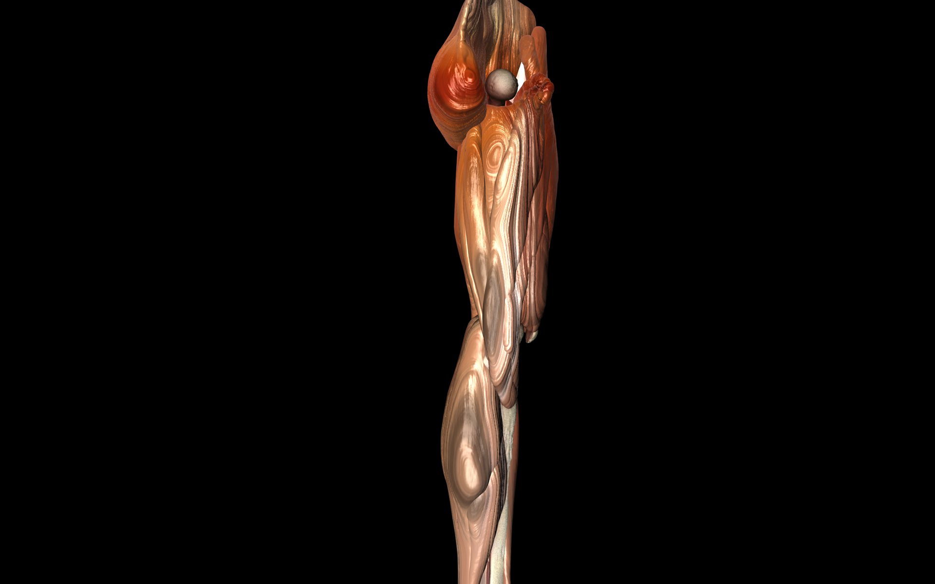Knee Joint with Muscles - Medically Accurate 3d Model 3D model_30