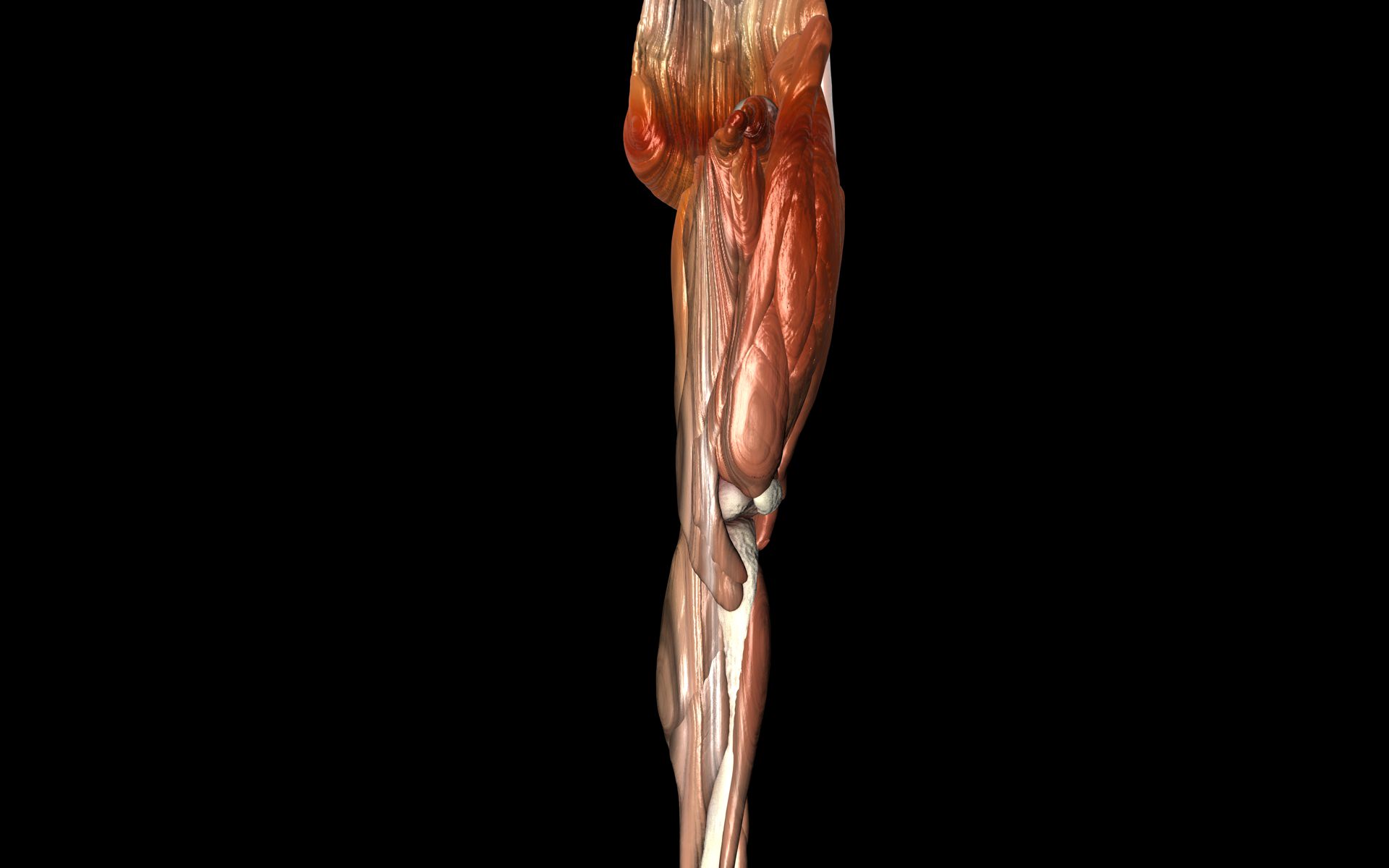 Knee Joint with Muscles - Medically Accurate 3d Model 3D model_17