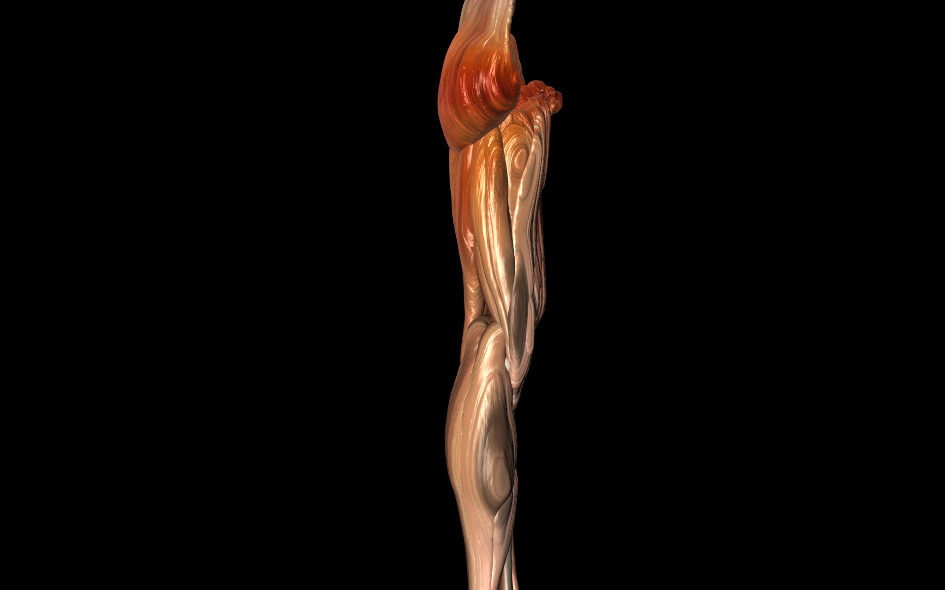 Knee Joint with Muscles - Medically Accurate 3d Model 3D model_37