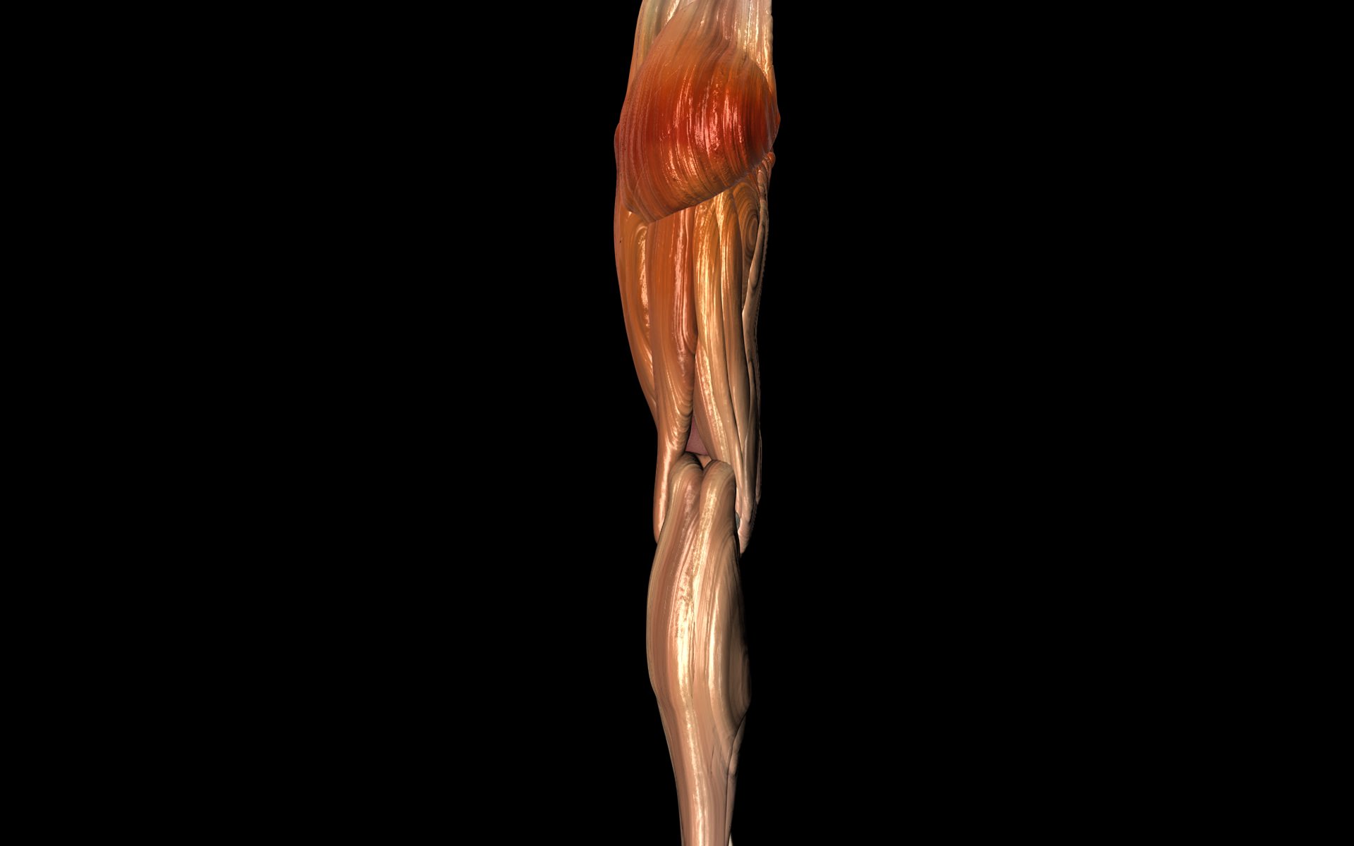 Knee Joint with Muscles - Medically Accurate 3d Model 3D model_43