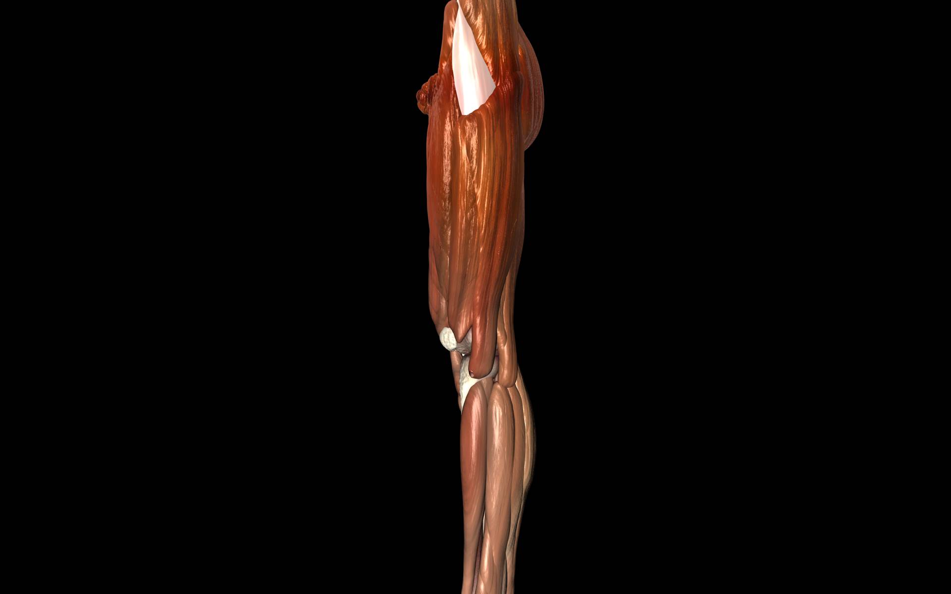 Knee Joint with Muscles - Medically Accurate 3d Model 3D model_66