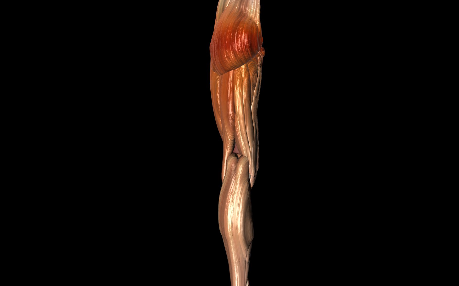 Knee Joint with Muscles - Medically Accurate 3d Model 3D model_40