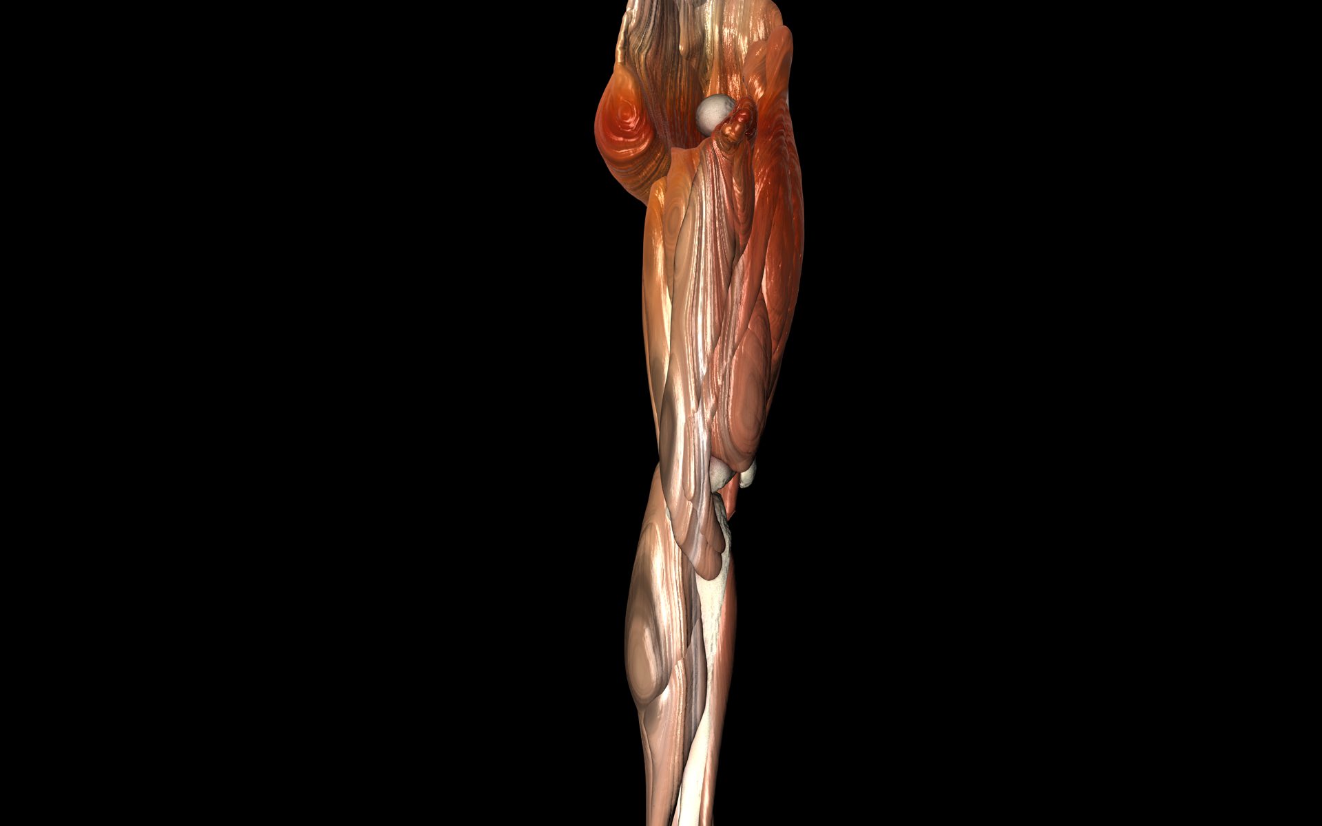 Knee Joint with Muscles - Medically Accurate 3d Model 3D model_24