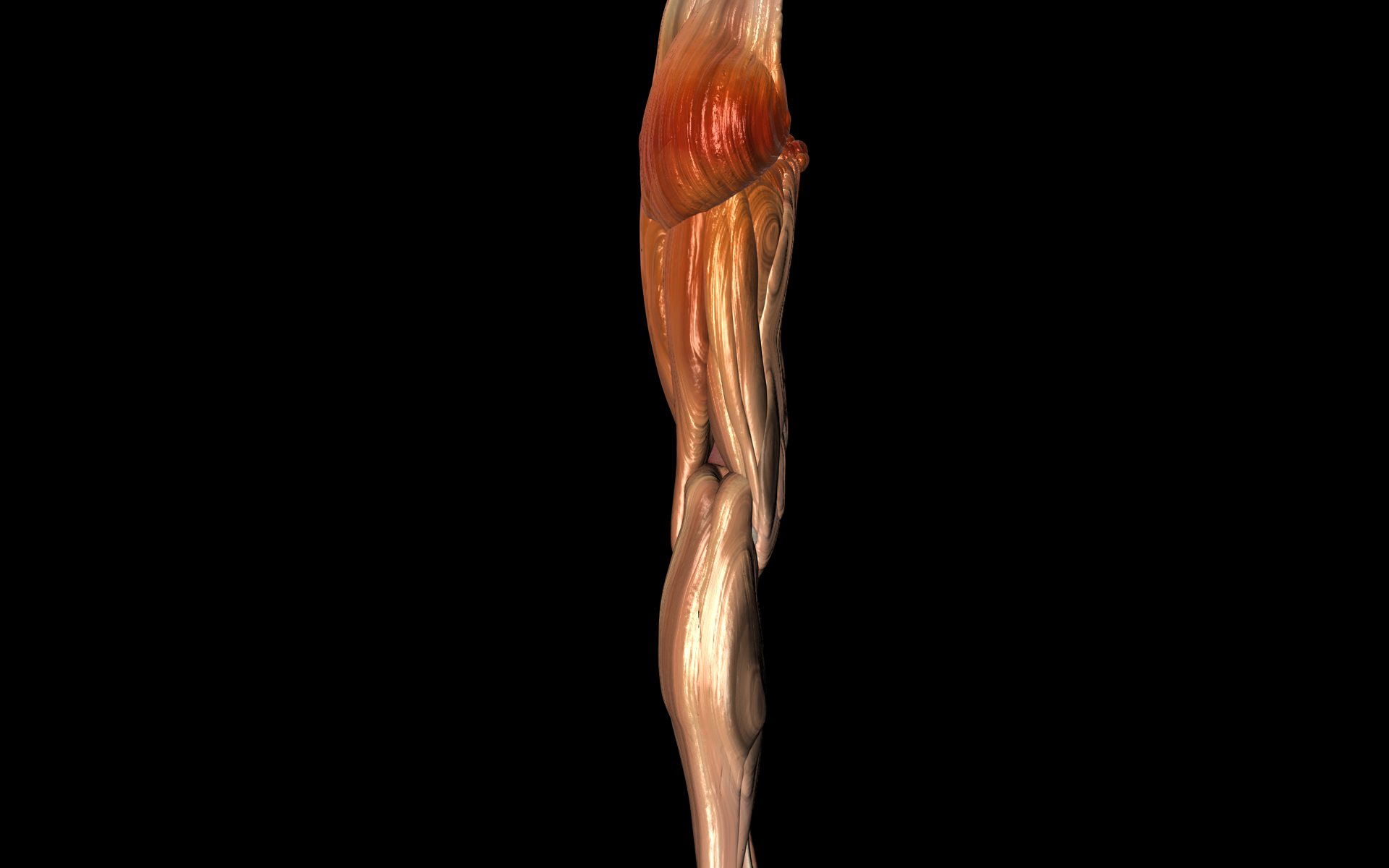 Knee Joint with Muscles - Medically Accurate 3d Model 3D model_41