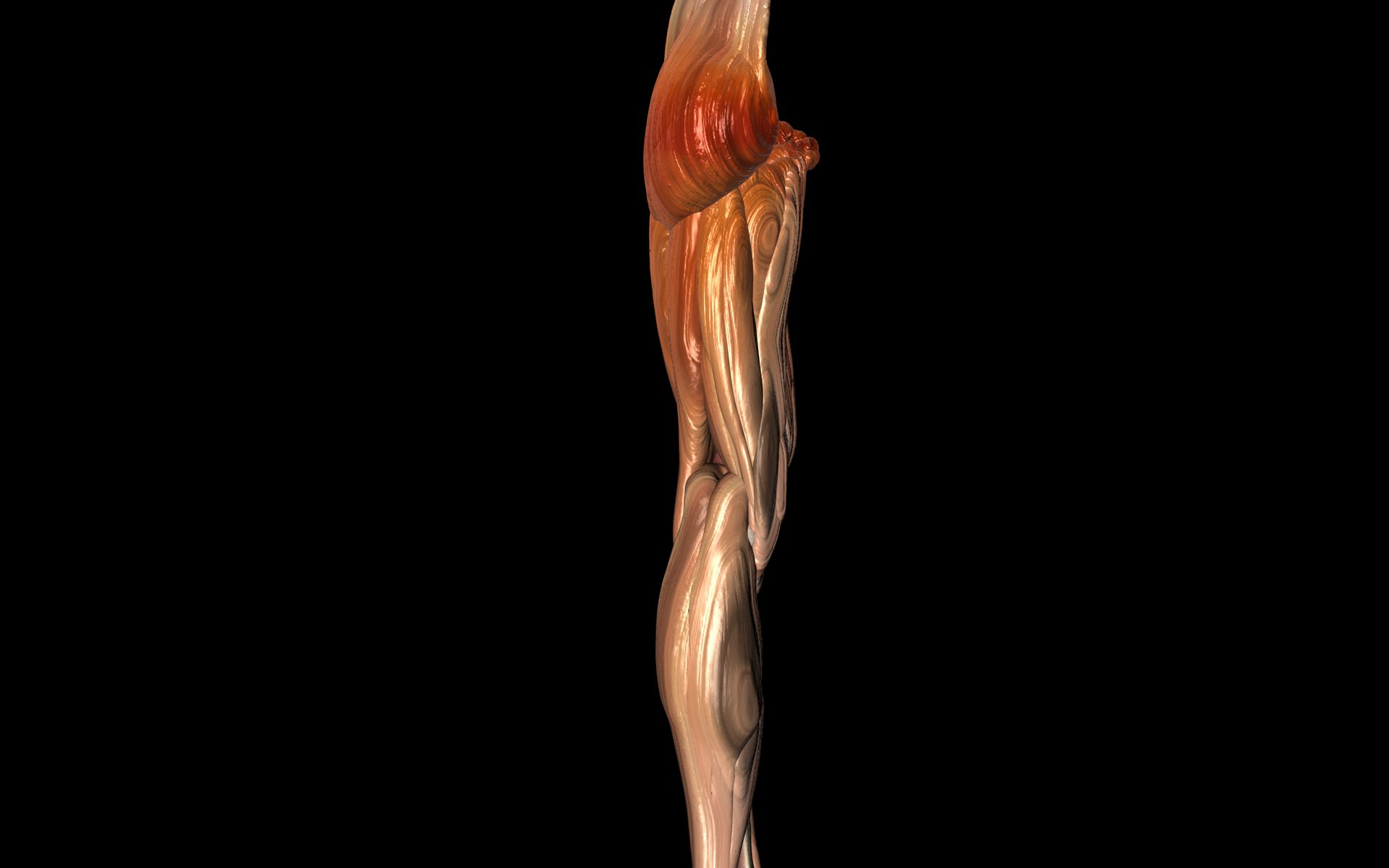 Knee Joint with Muscles - Medically Accurate 3d Model 3D model_38
