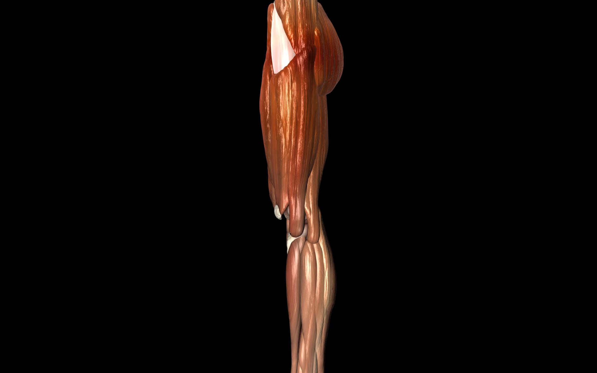 Knee Joint with Muscles - Medically Accurate 3d Model 3D model_62