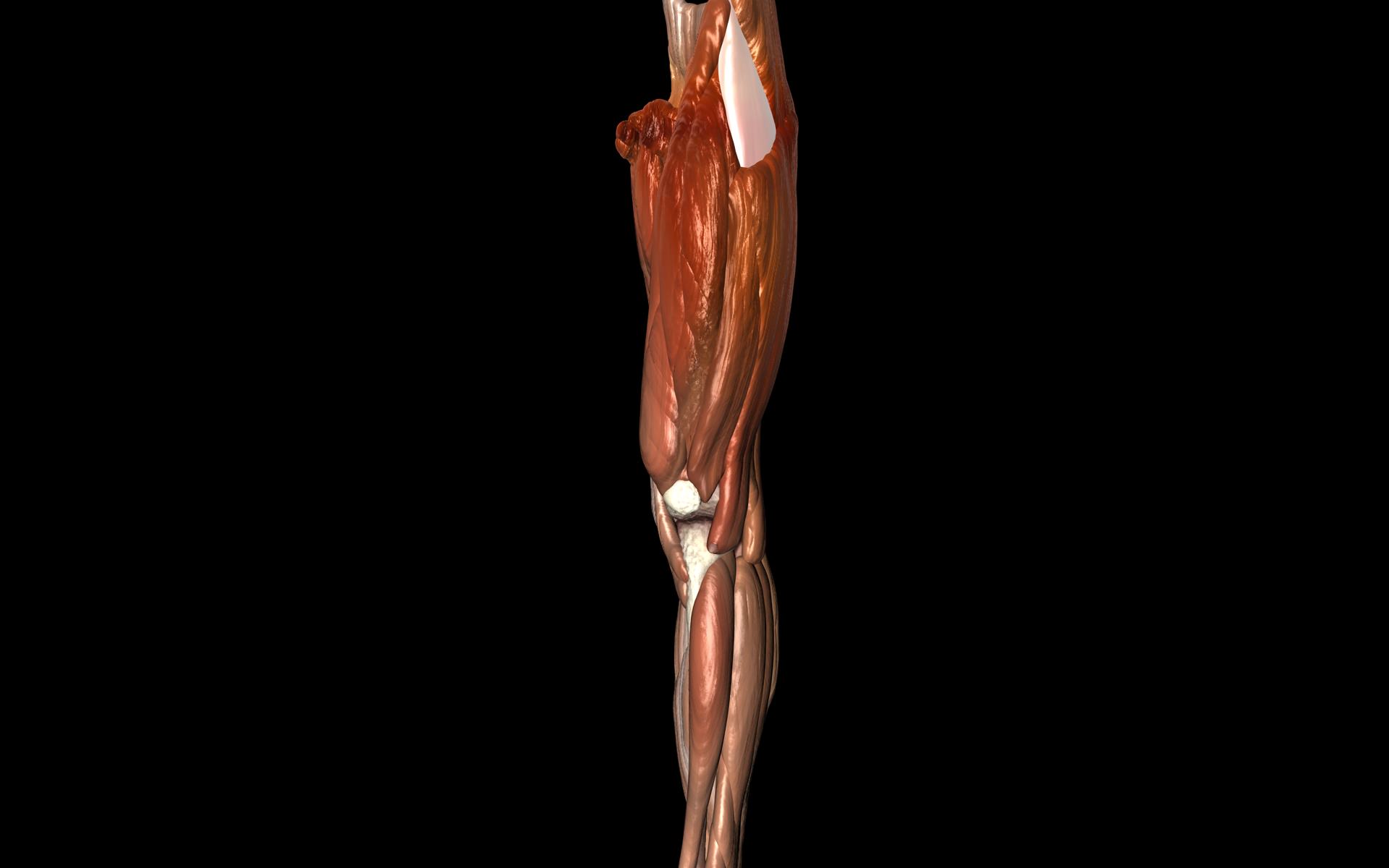 Knee Joint with Muscles - Medically Accurate 3d Model 3D model_73
