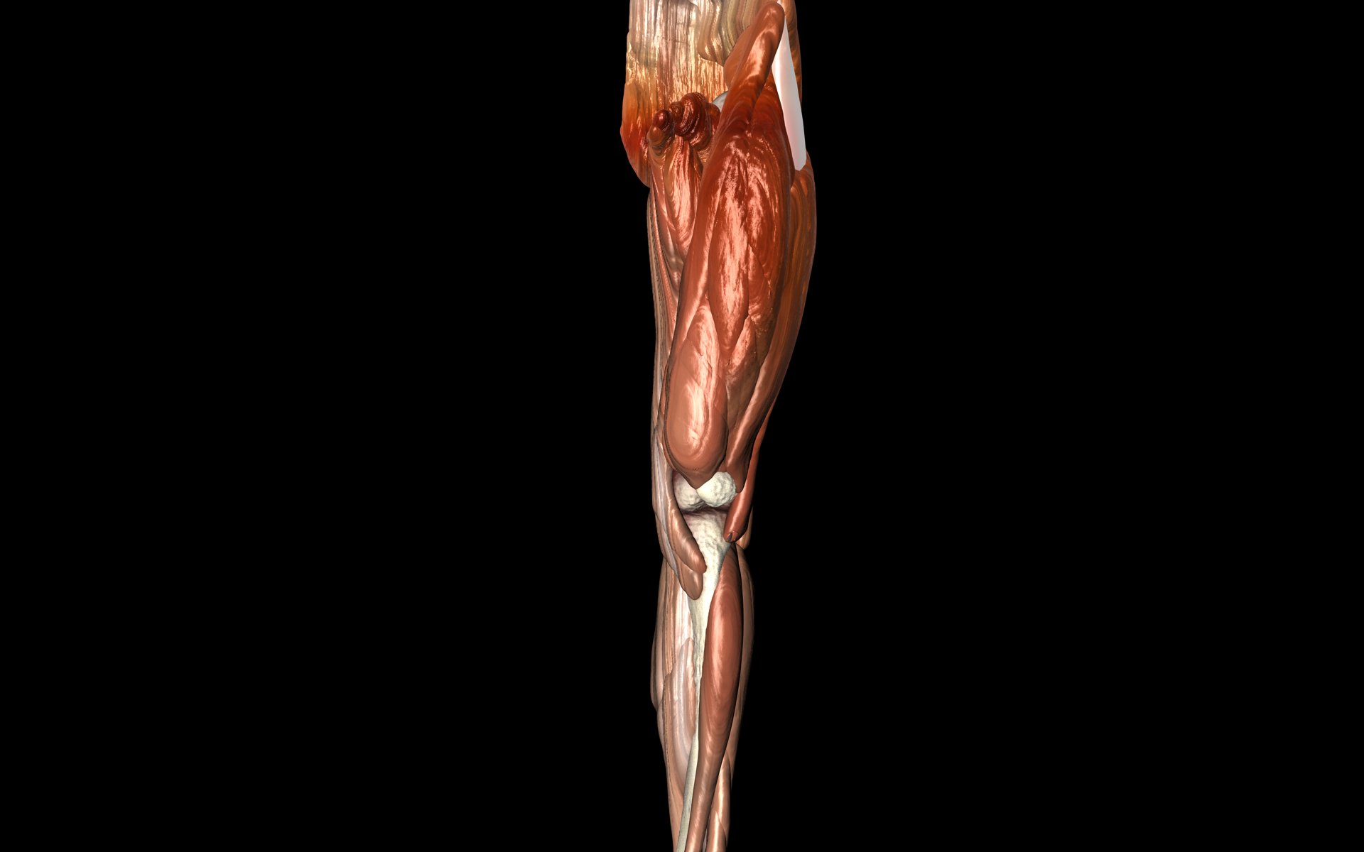 Knee Joint with Muscles - Medically Accurate 3d Model 3D model_1