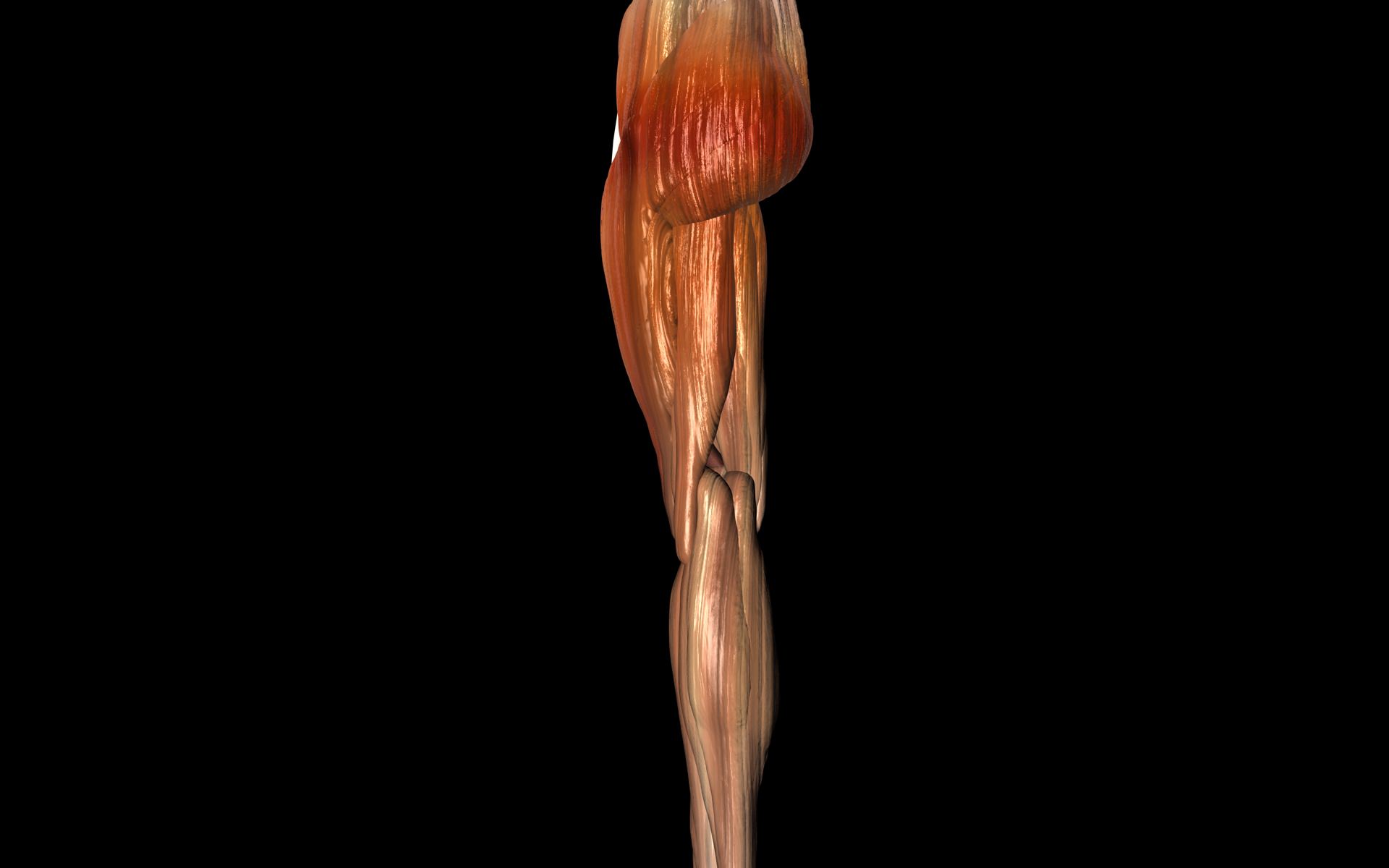 Knee Joint with Muscles - Medically Accurate 3d Model 3D model_51