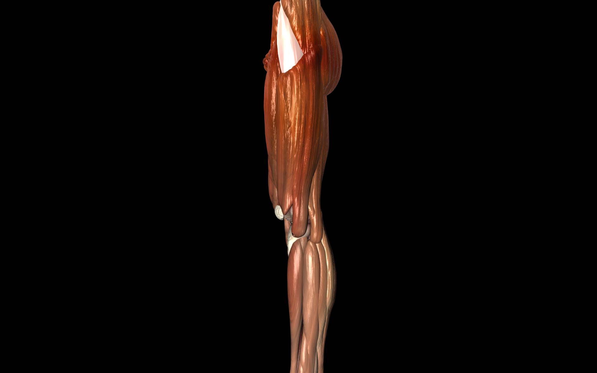 Knee Joint with Muscles - Medically Accurate 3d Model 3D model_65