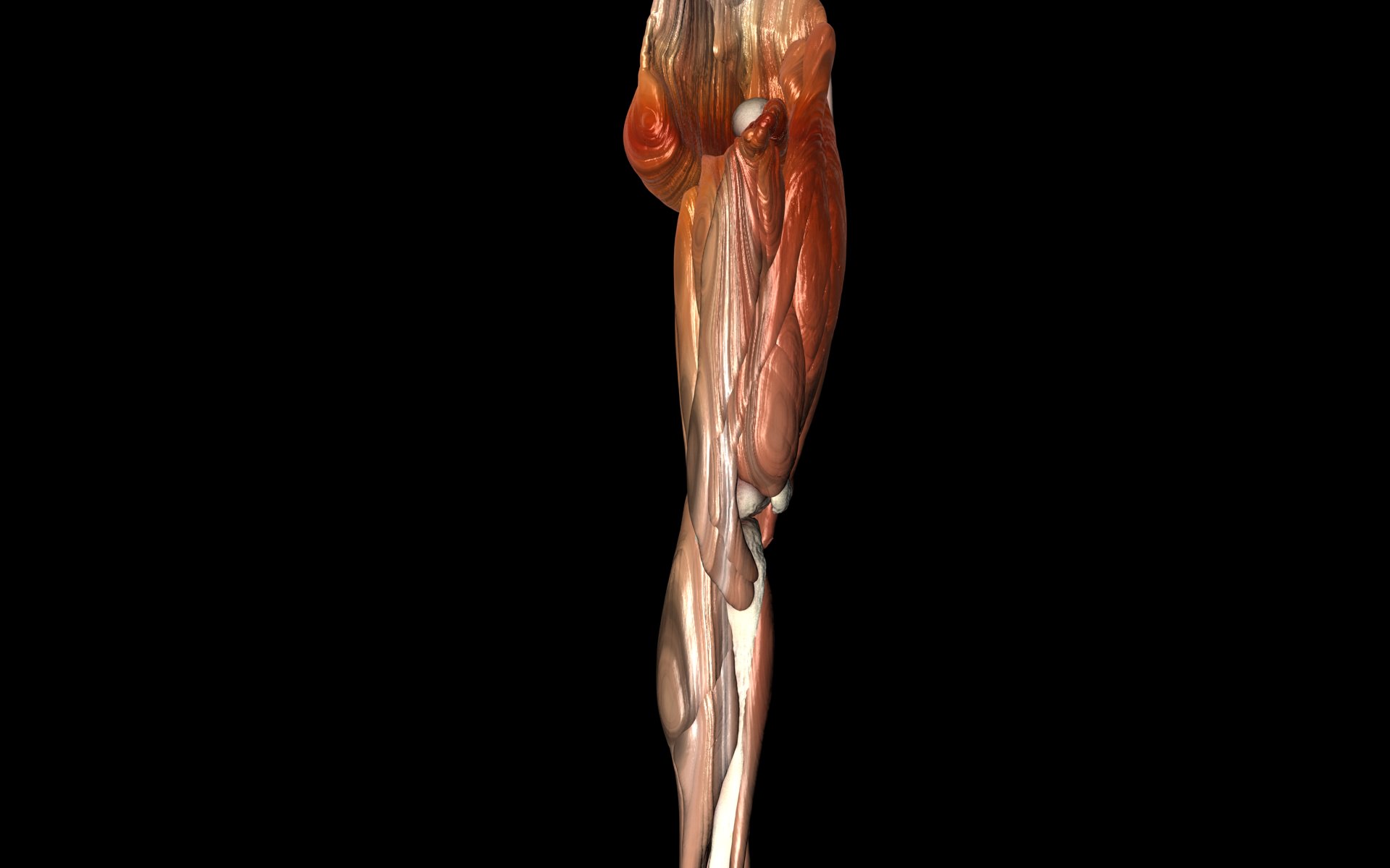 Knee Joint with Muscles - Medically Accurate 3d Model 3D model_22