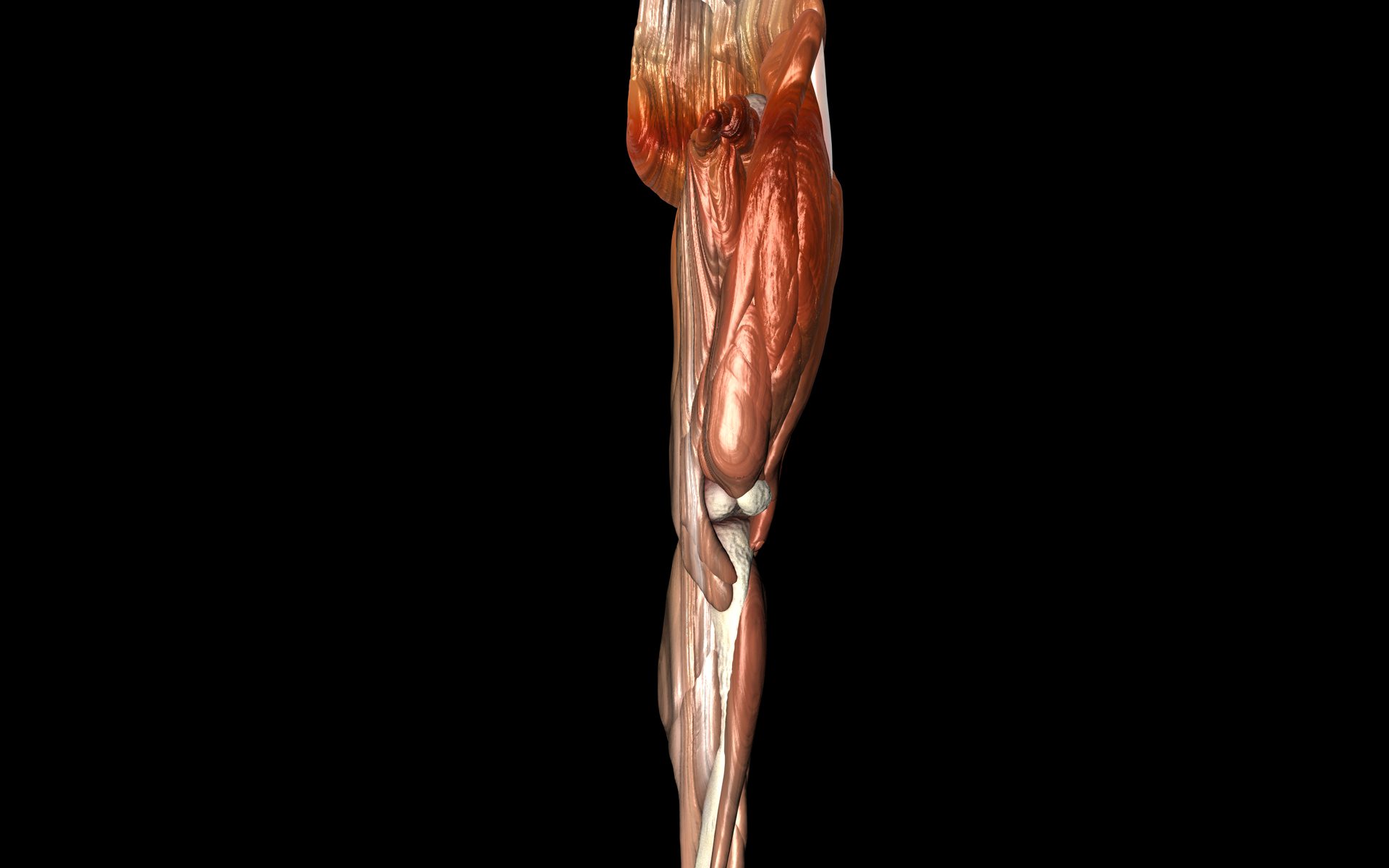 Knee Joint with Muscles - Medically Accurate 3d Model 3D model_13