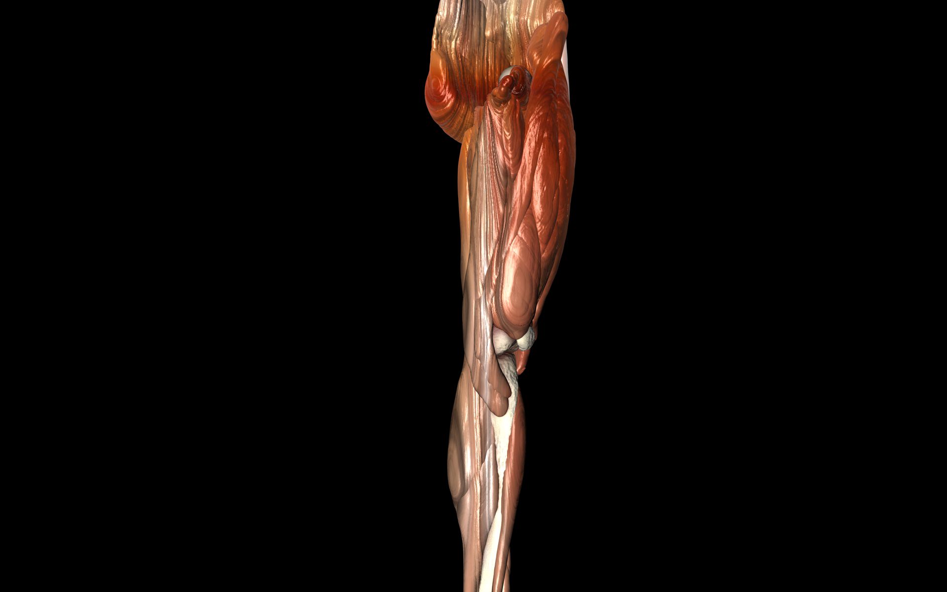 Knee Joint with Muscles - Medically Accurate 3d Model 3D model_20