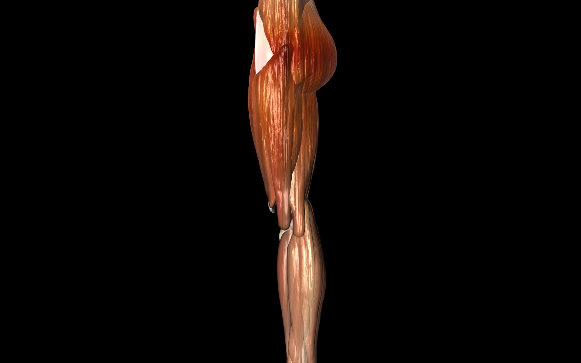 Knee Joint with Muscles - Medically Accurate 3d Model 3D model_58
