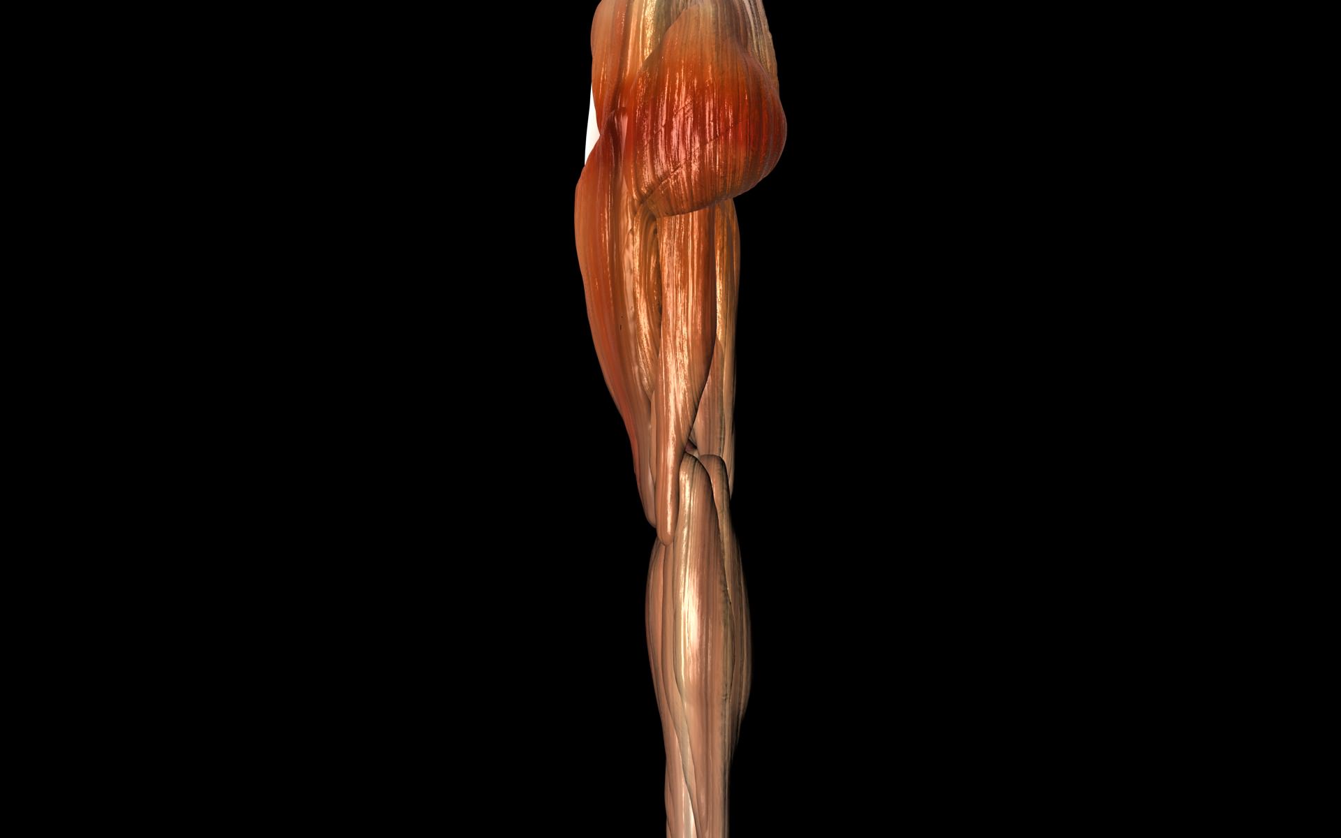 Knee Joint with Muscles - Medically Accurate 3d Model 3D model_49