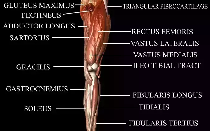 Knee Joint with Muscles - Medically Accurate 3d Model 3D model
