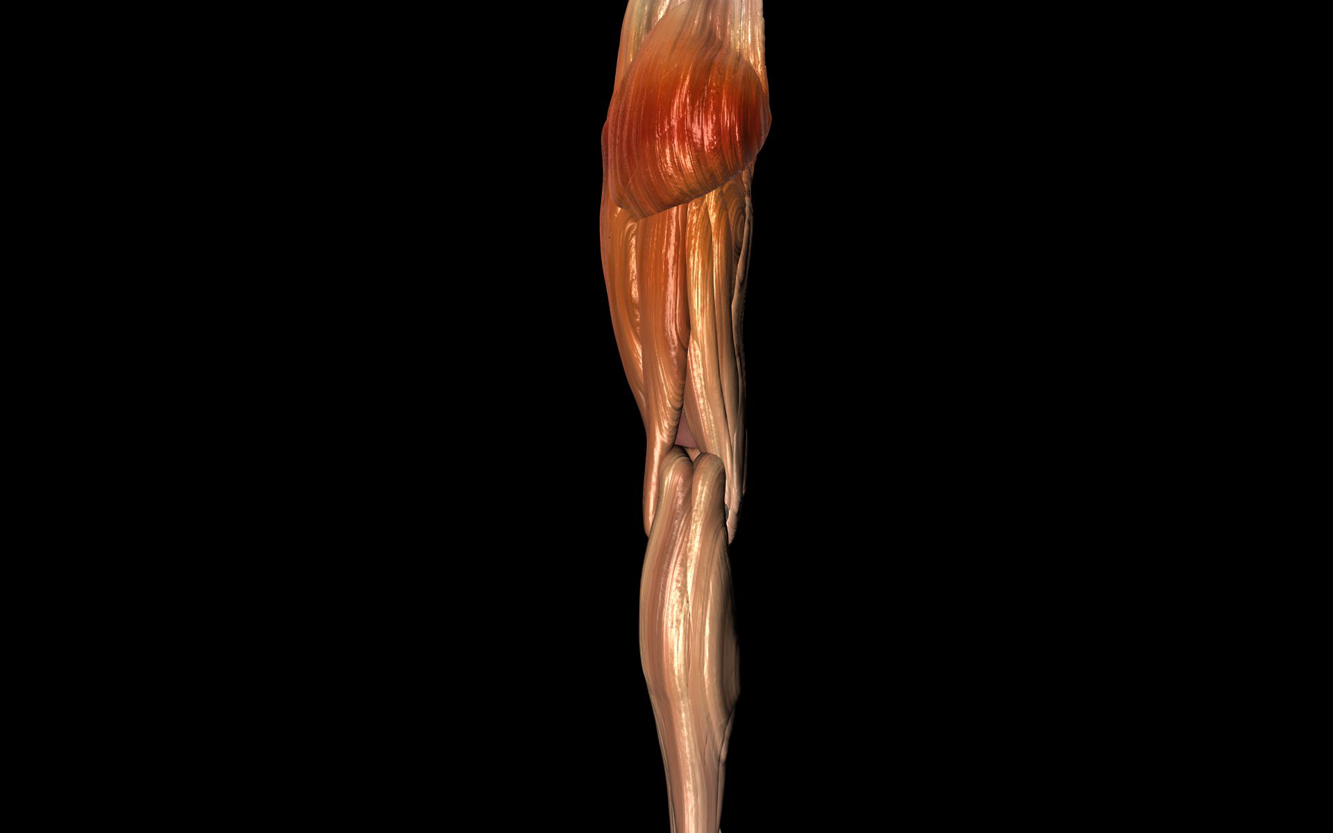 Knee Joint with Muscles - Medically Accurate 3d Model 3D model_45