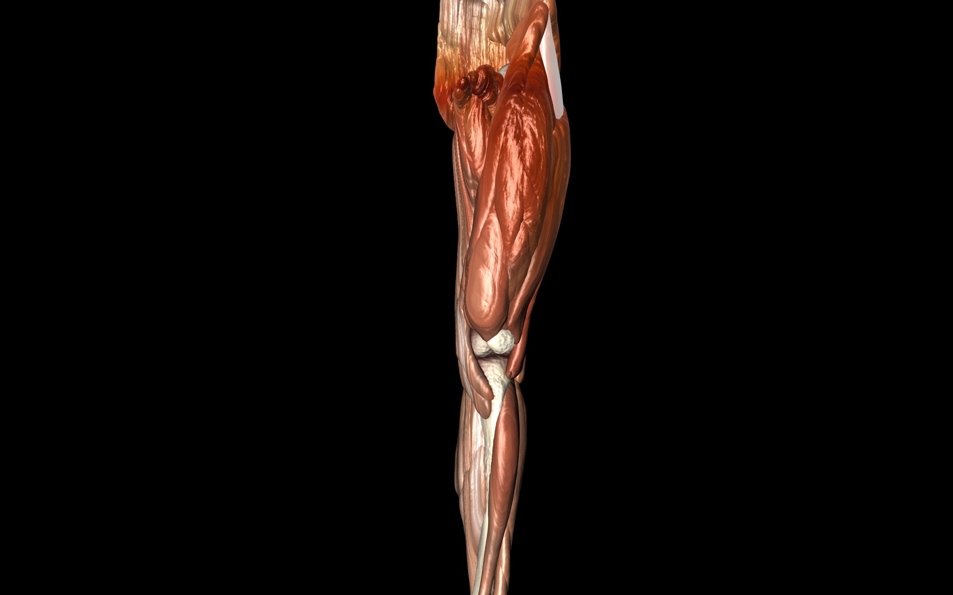 Knee Joint with Muscles - Medically Accurate 3d Model 3D model_3
