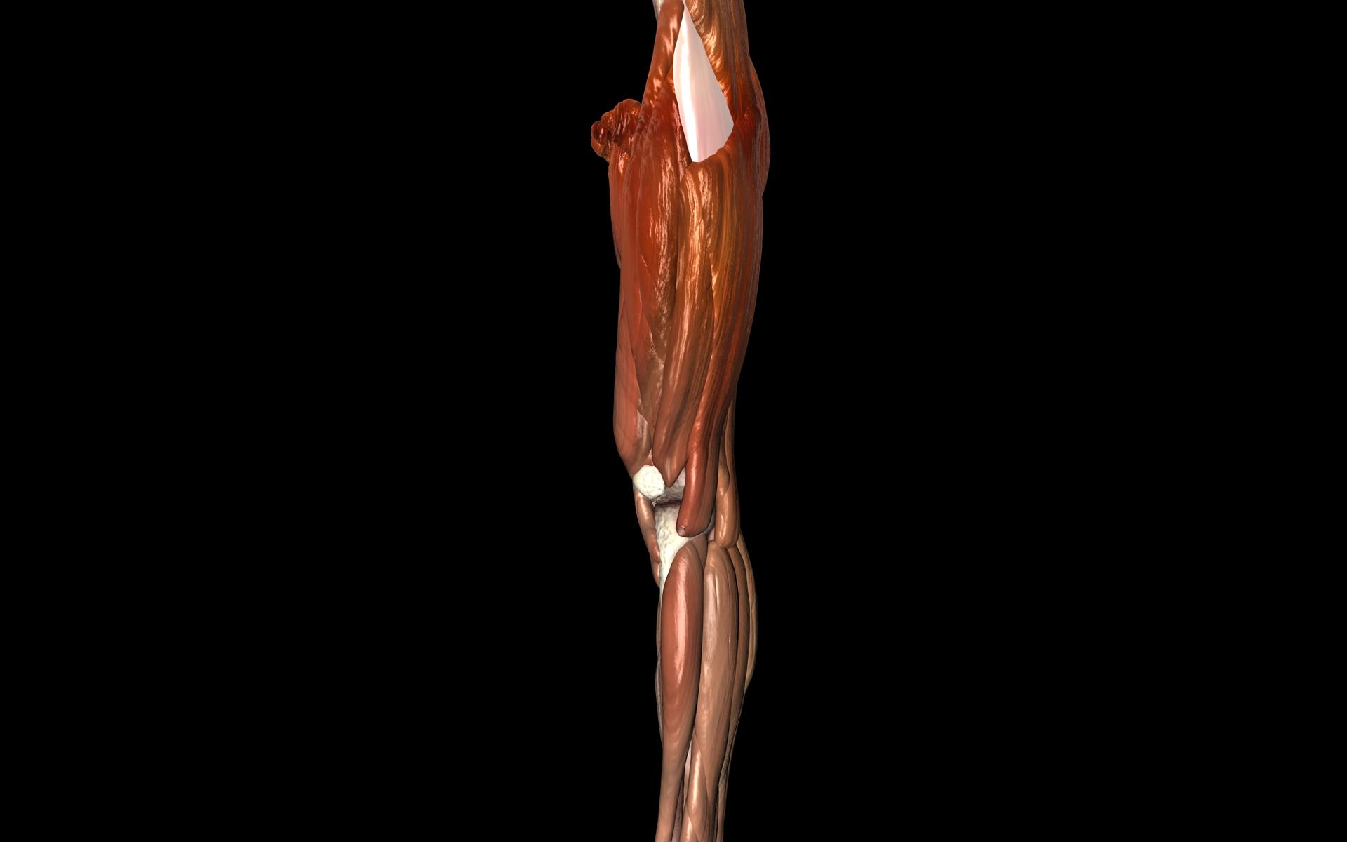Knee Joint with Muscles - Medically Accurate 3d Model 3D model_71