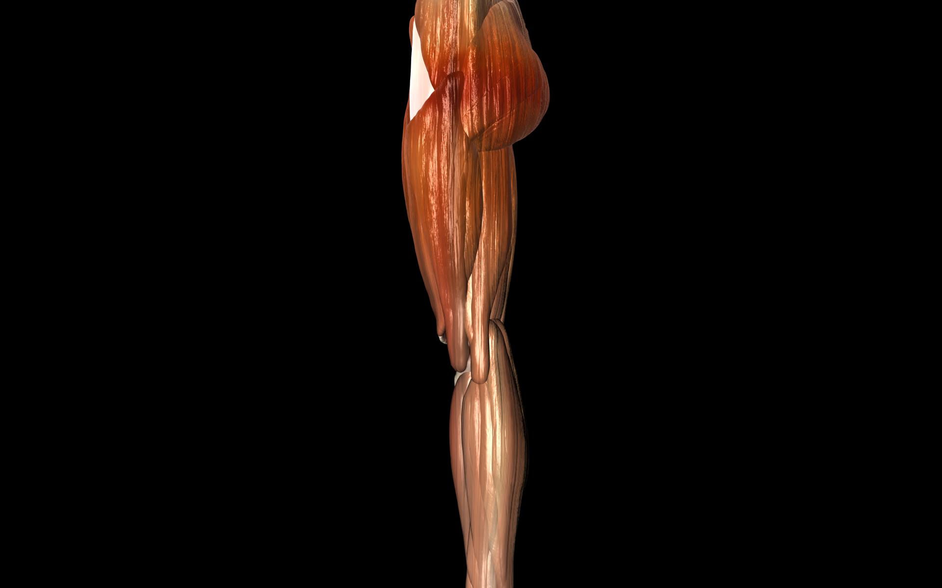 Knee Joint with Muscles - Medically Accurate 3d Model 3D model_57