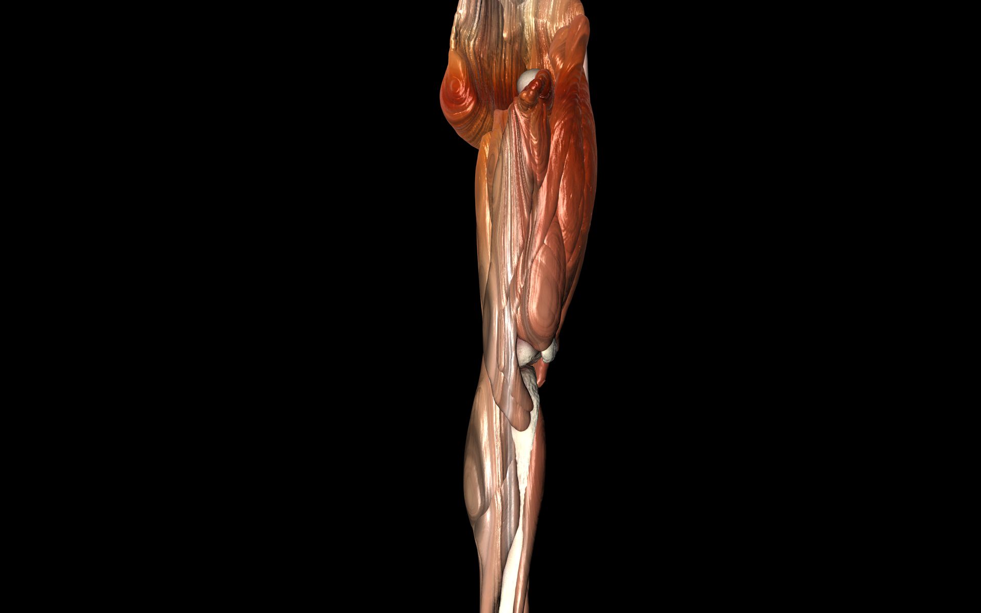 Knee Joint with Muscles - Medically Accurate 3d Model 3D model_21