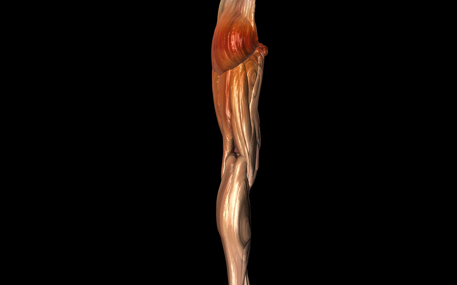 Knee Joint with Muscles - Medically Accurate 3d Model 3D model_42