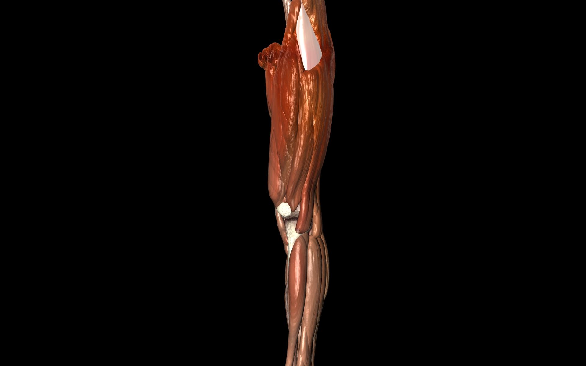 Knee Joint with Muscles - Medically Accurate 3d Model 3D model_70