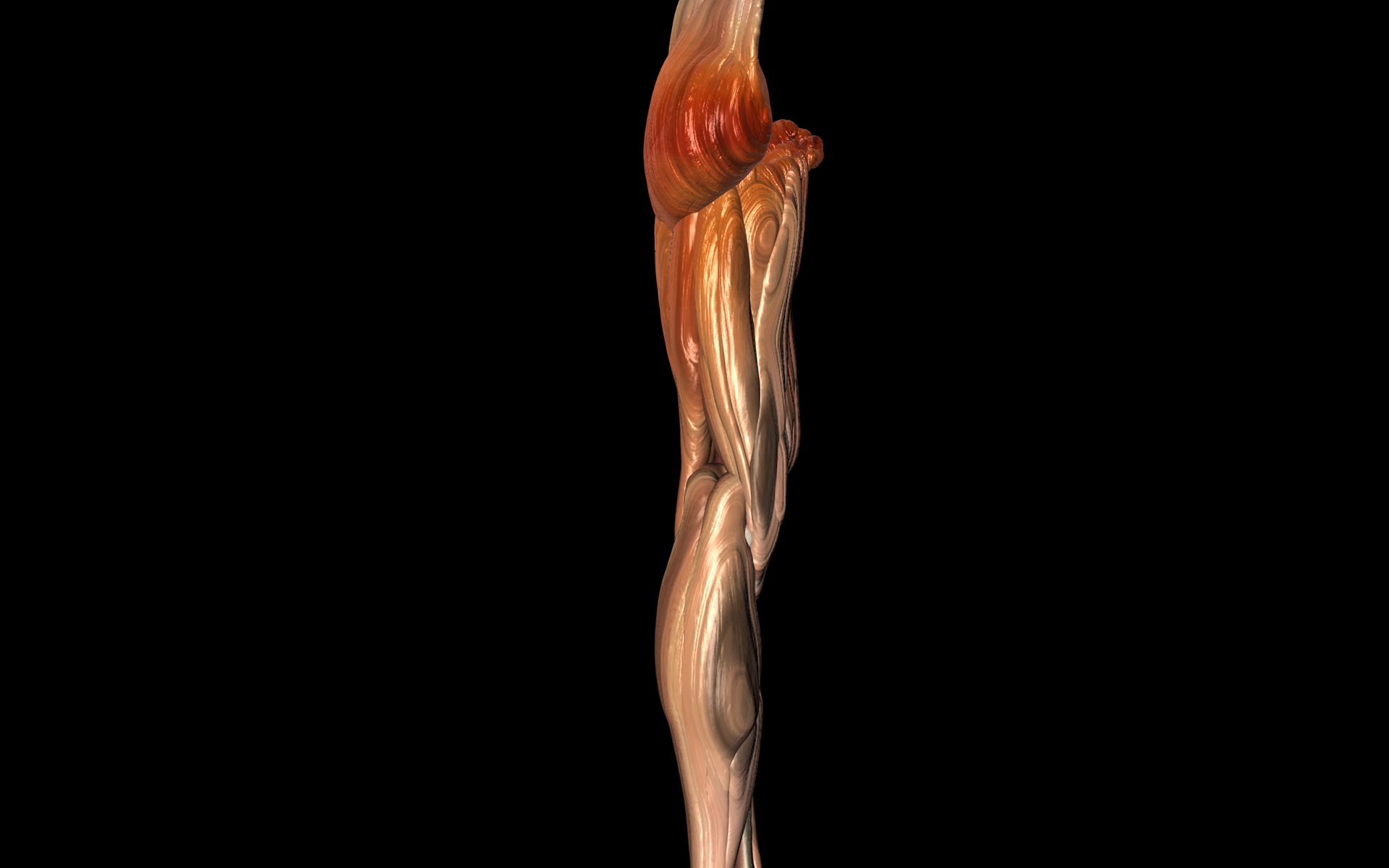 Knee Joint with Muscles - Medically Accurate 3d Model 3D model_39