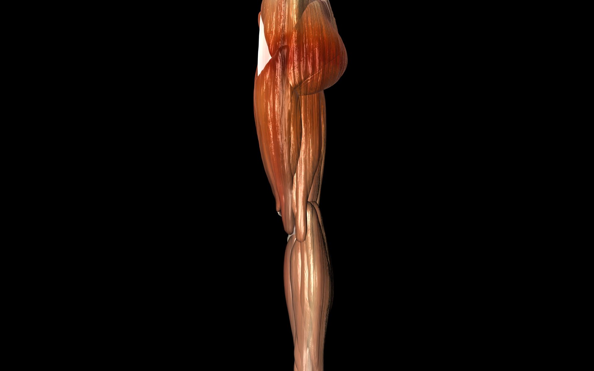 Knee Joint with Muscles - Medically Accurate 3d Model 3D model_55
