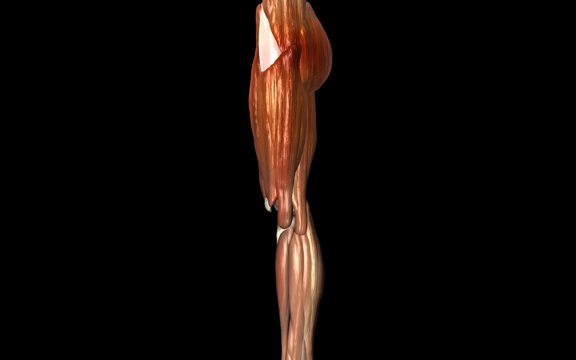 Knee Joint with Muscles - Medically Accurate 3d Model 3D model_59