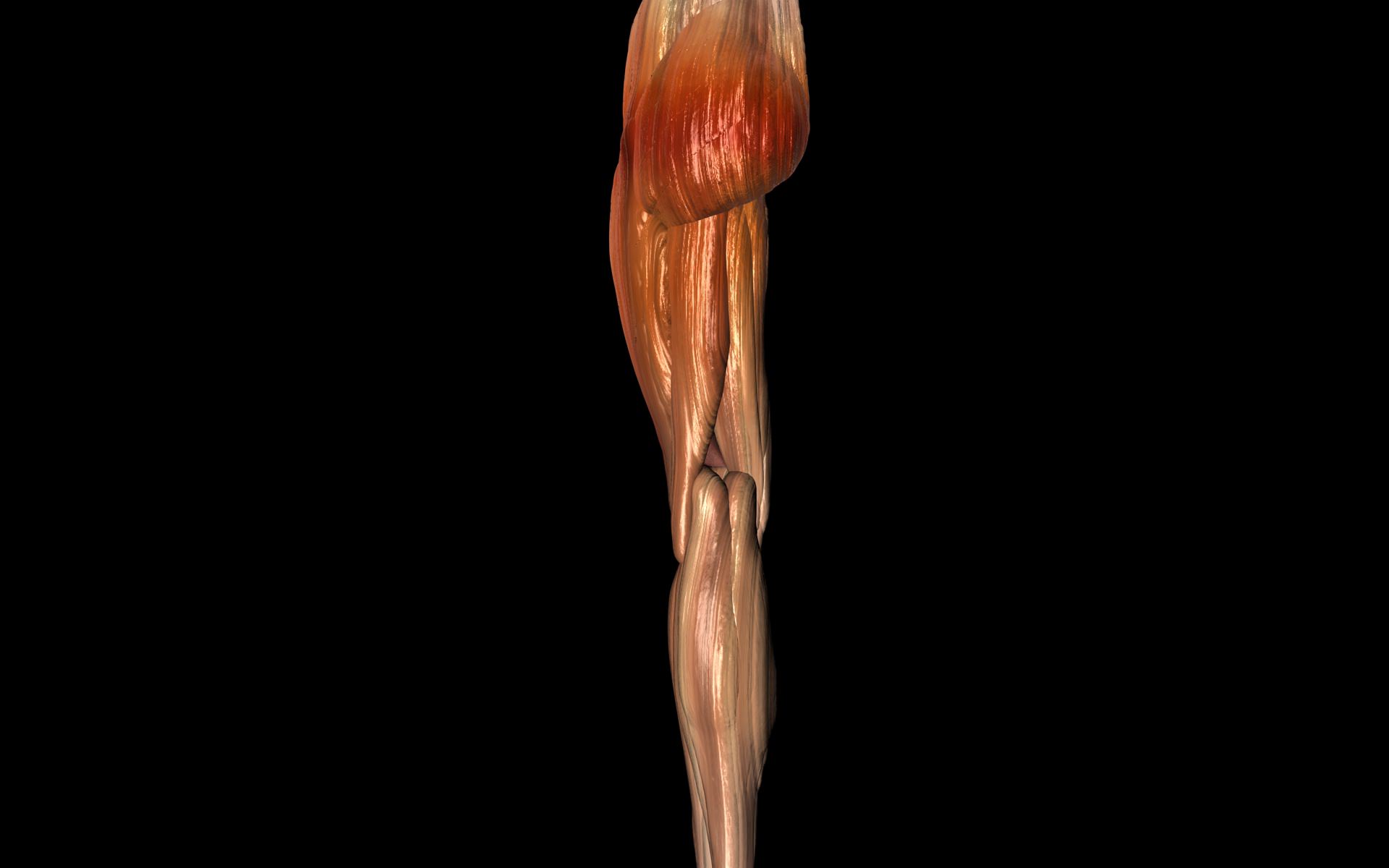 Knee Joint with Muscles - Medically Accurate 3d Model 3D model_48
