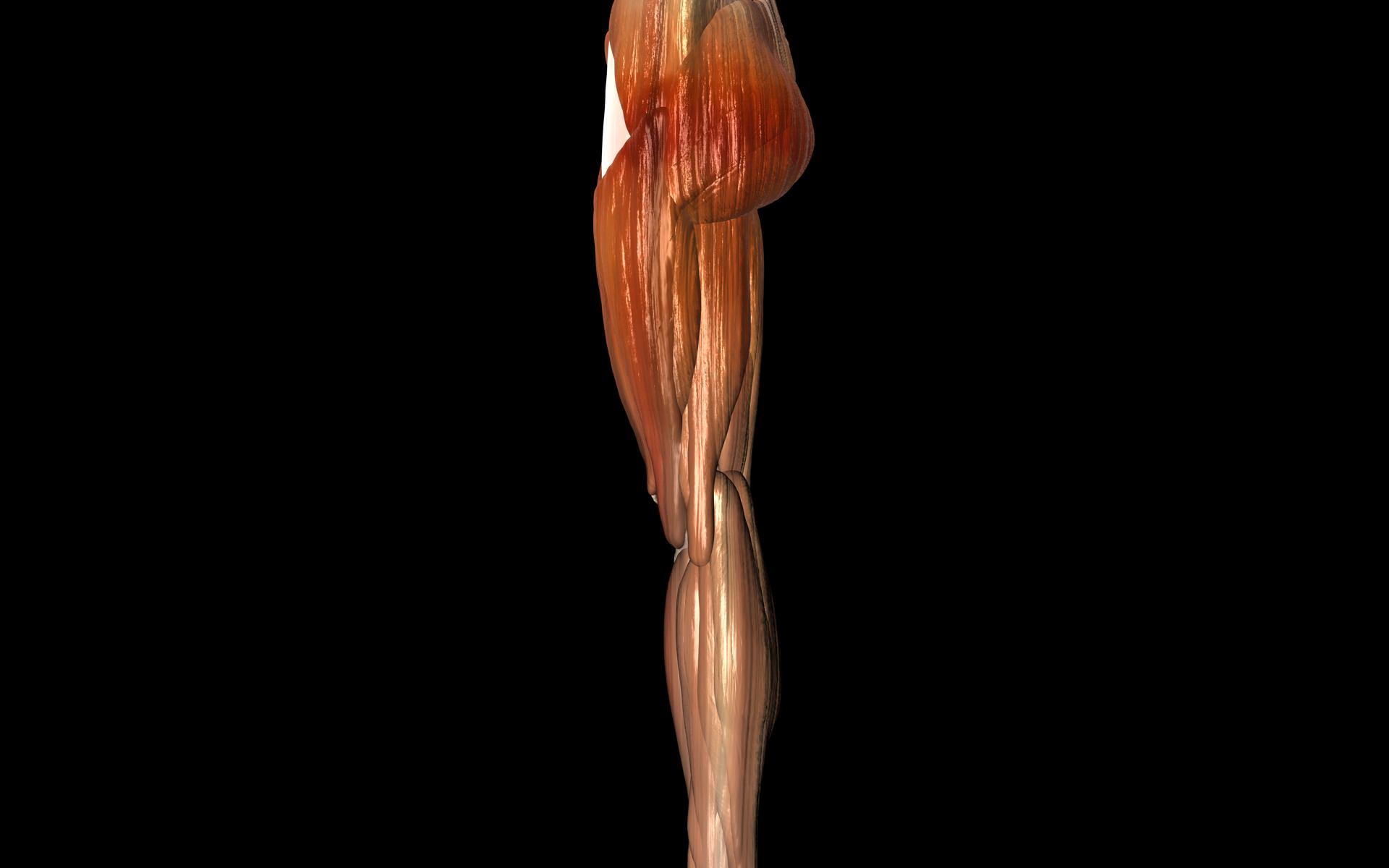 Knee Joint with Muscles - Medically Accurate 3d Model 3D model_54
