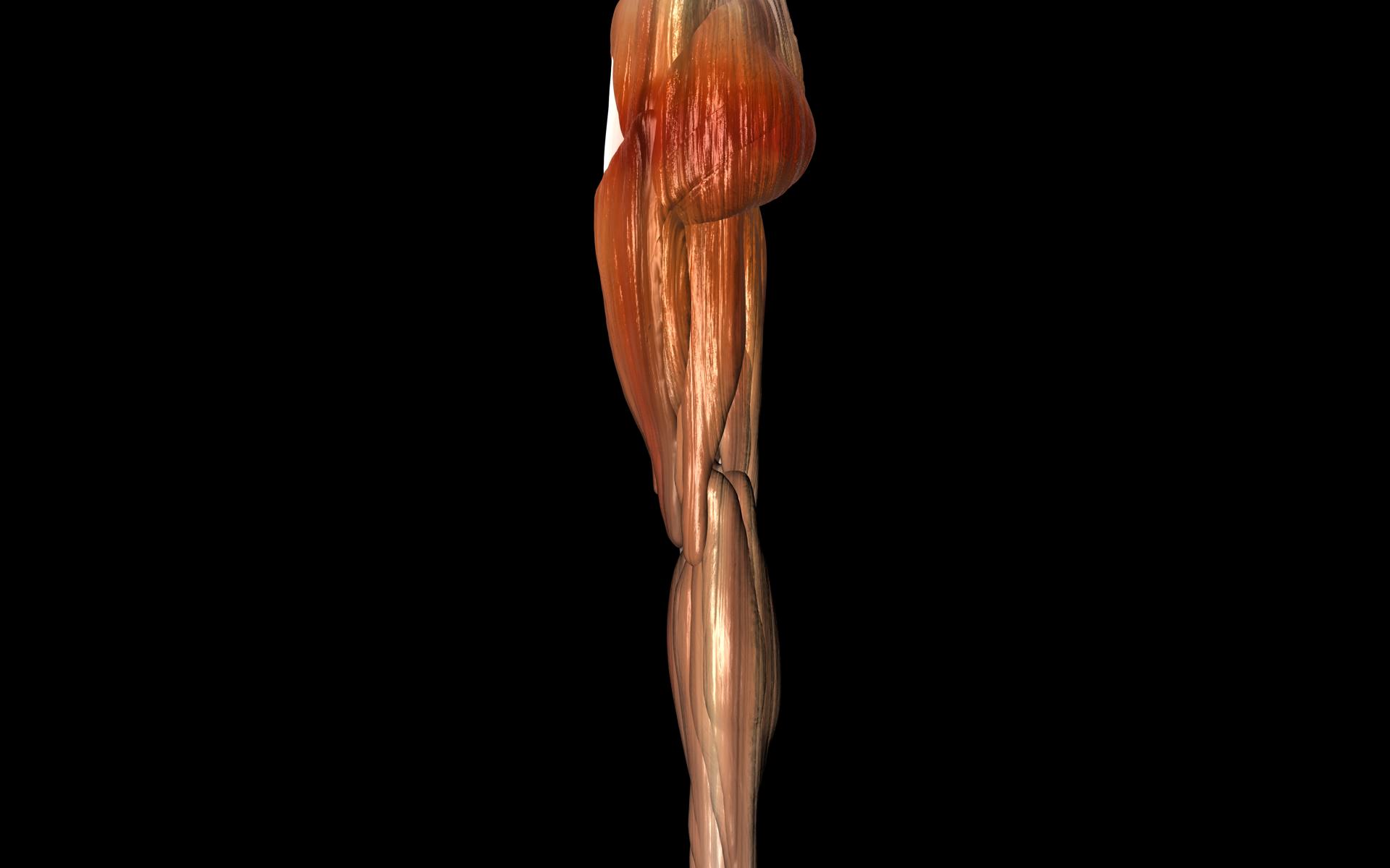 Knee Joint with Muscles - Medically Accurate 3d Model 3D model_52