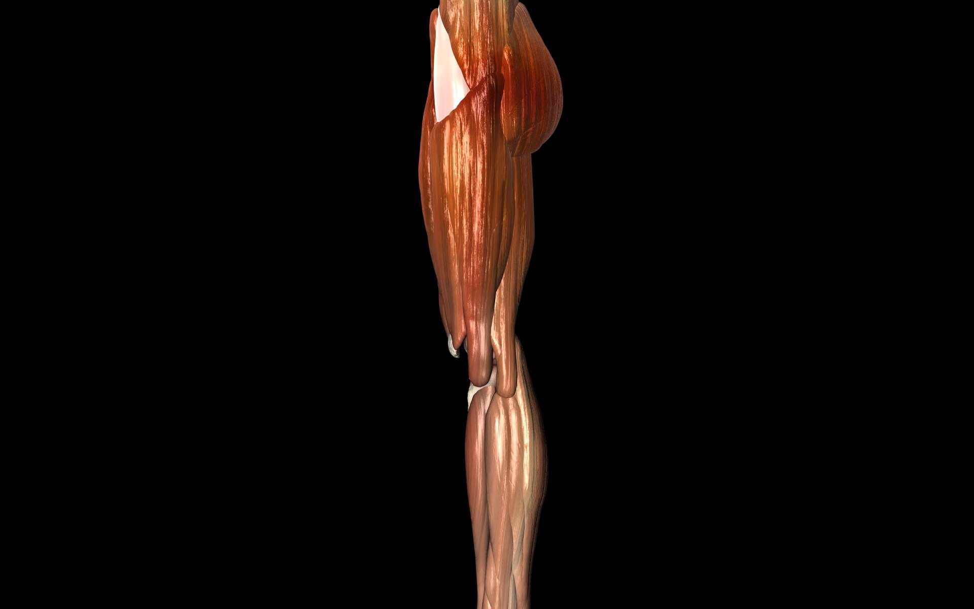 Knee Joint with Muscles - Medically Accurate 3d Model 3D model_61