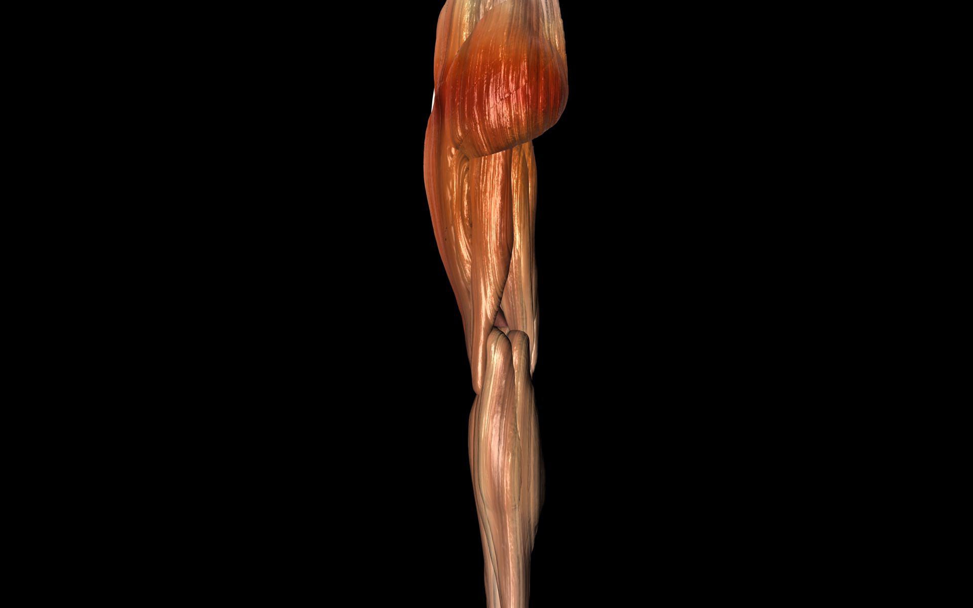 Knee Joint with Muscles - Medically Accurate 3d Model 3D model_47