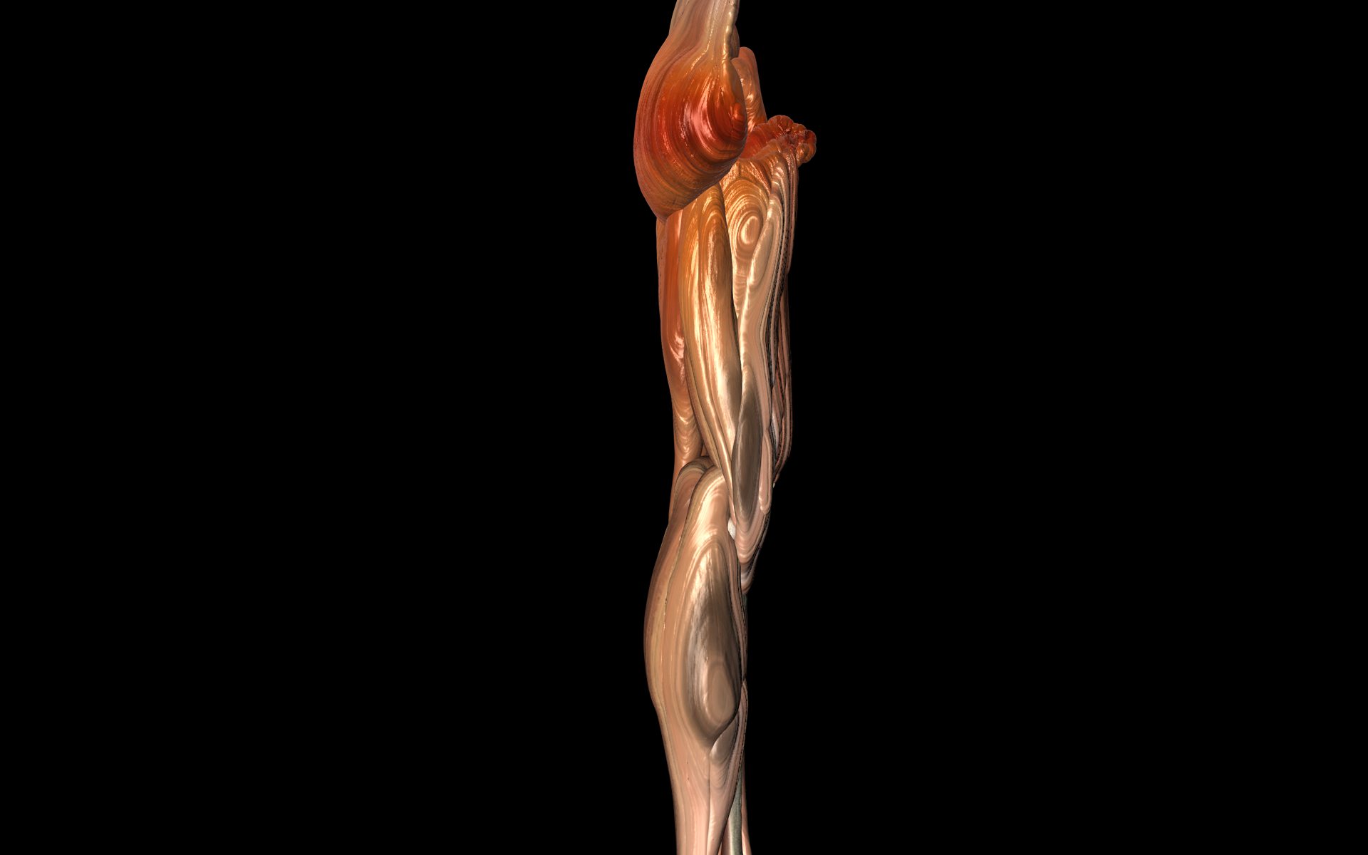 Knee Joint with Muscles - Medically Accurate 3d Model 3D model_36