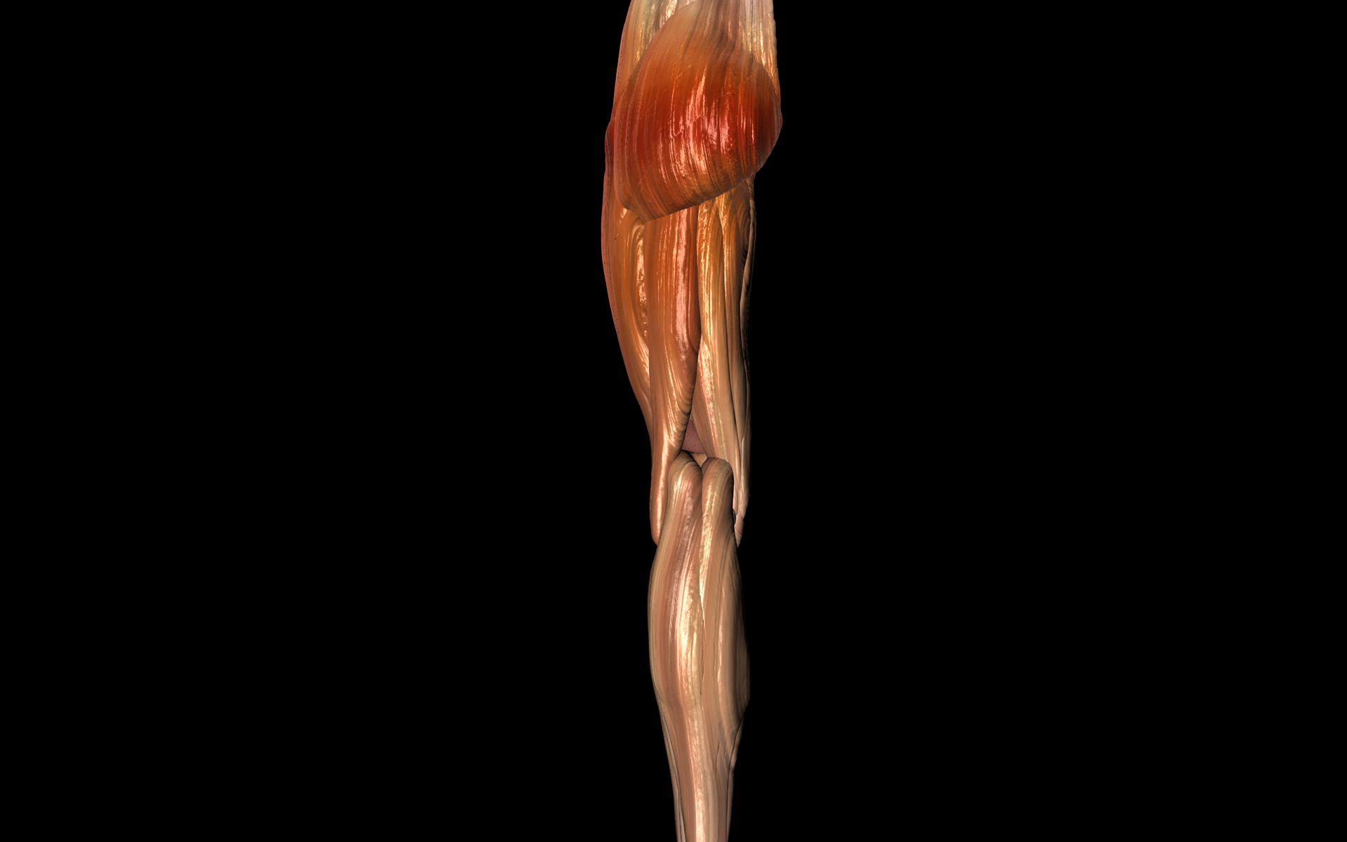 Knee Joint with Muscles - Medically Accurate 3d Model 3D model_44