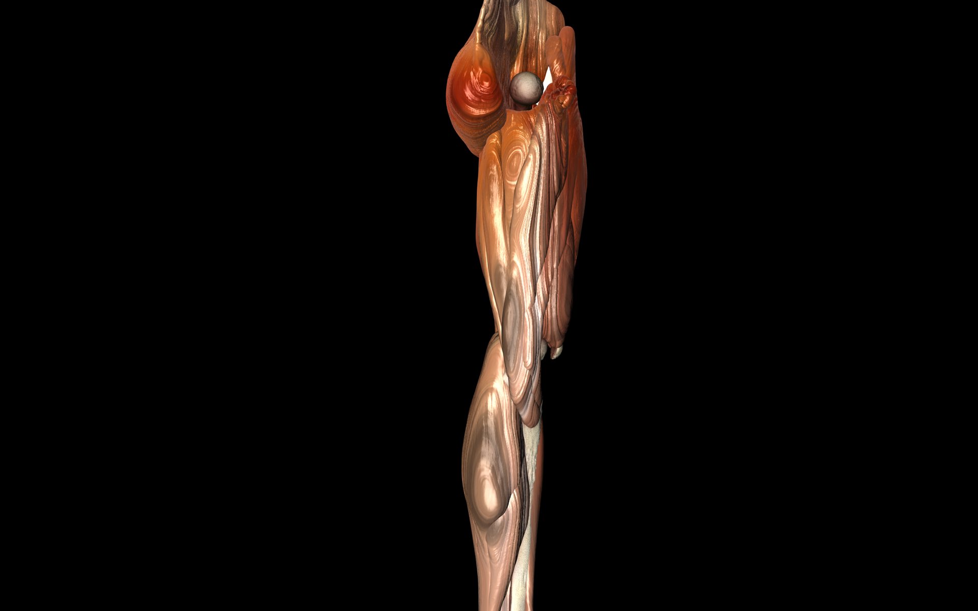 Knee Joint with Muscles - Medically Accurate 3d Model 3D model_28