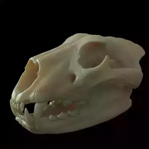Lion skull for 3D print