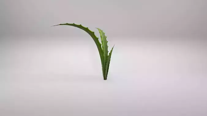 aloe vera plant Low-poly 3D model