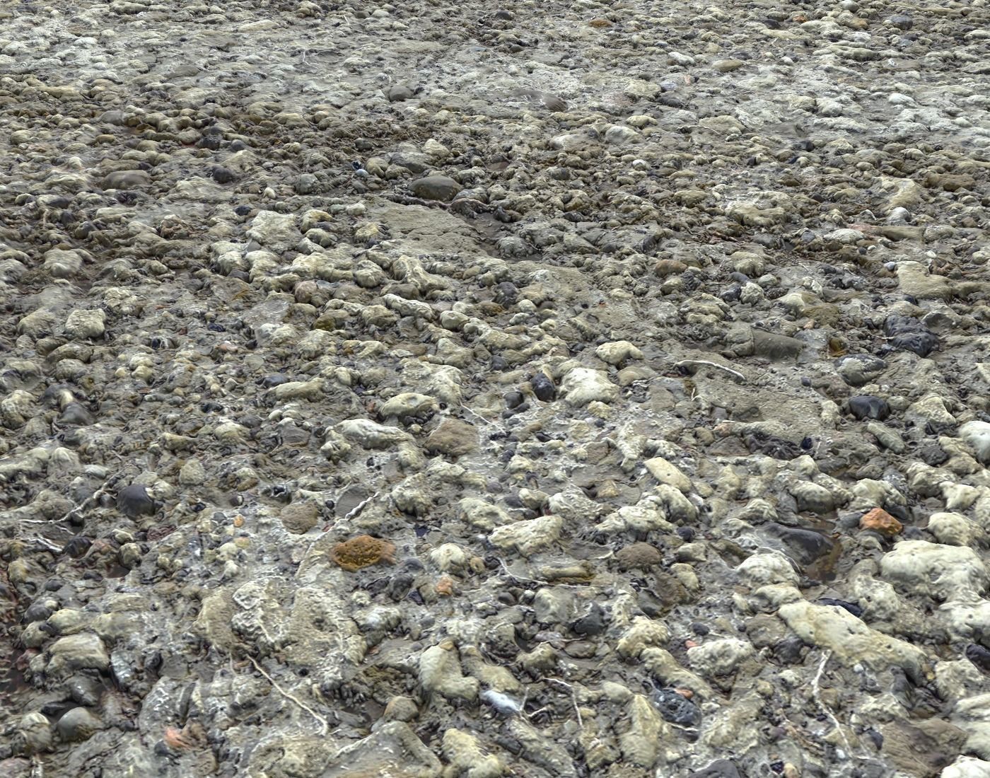 Forest dirt Pack 8 Texture_15