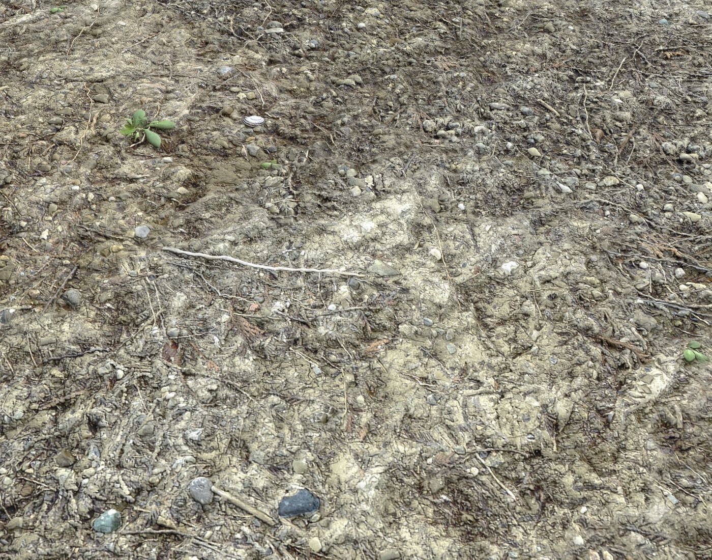 Forest dirt Pack 8 Texture_17